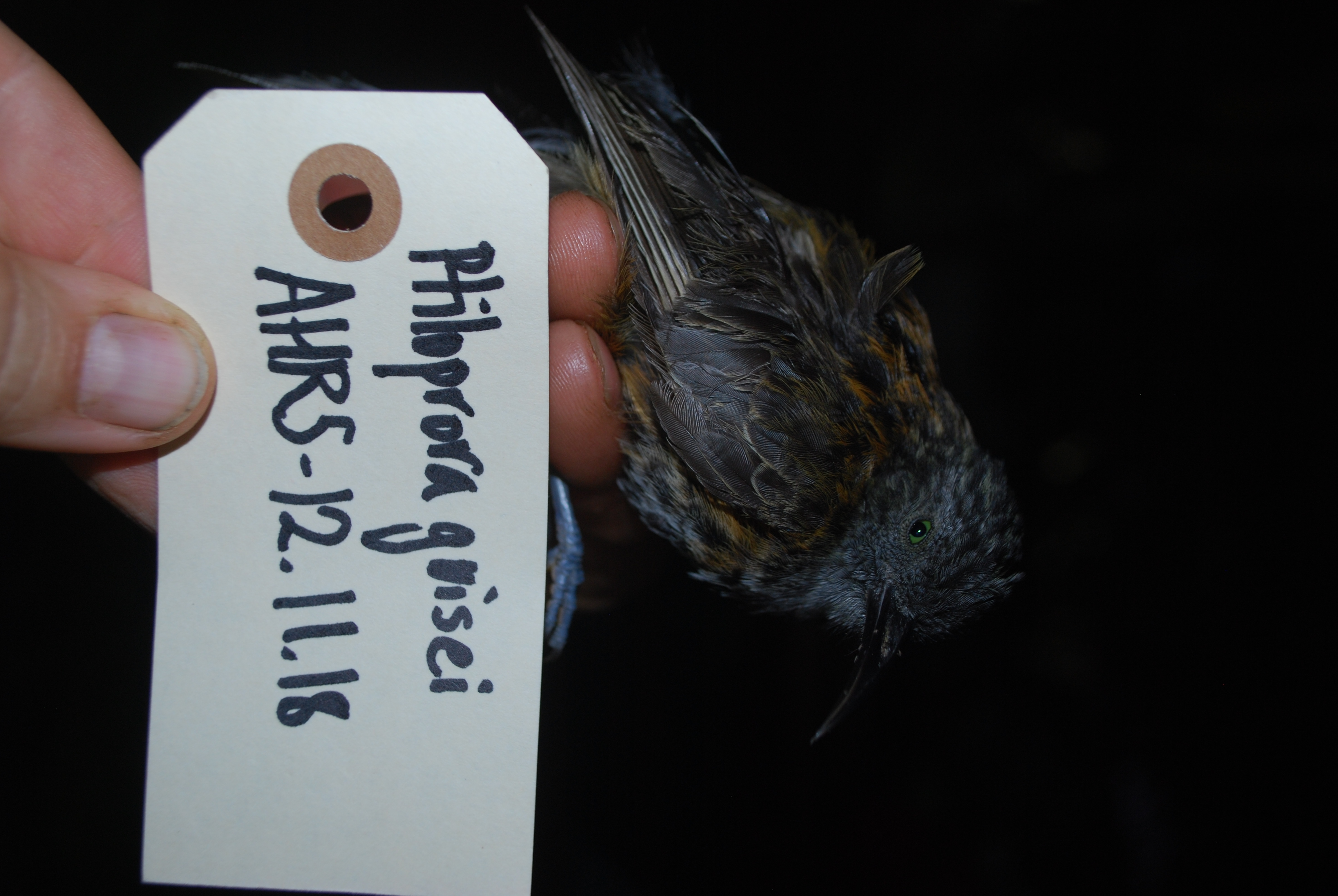 Rufous-backed Honeyeater (Ptiloprora guisei), photo 3