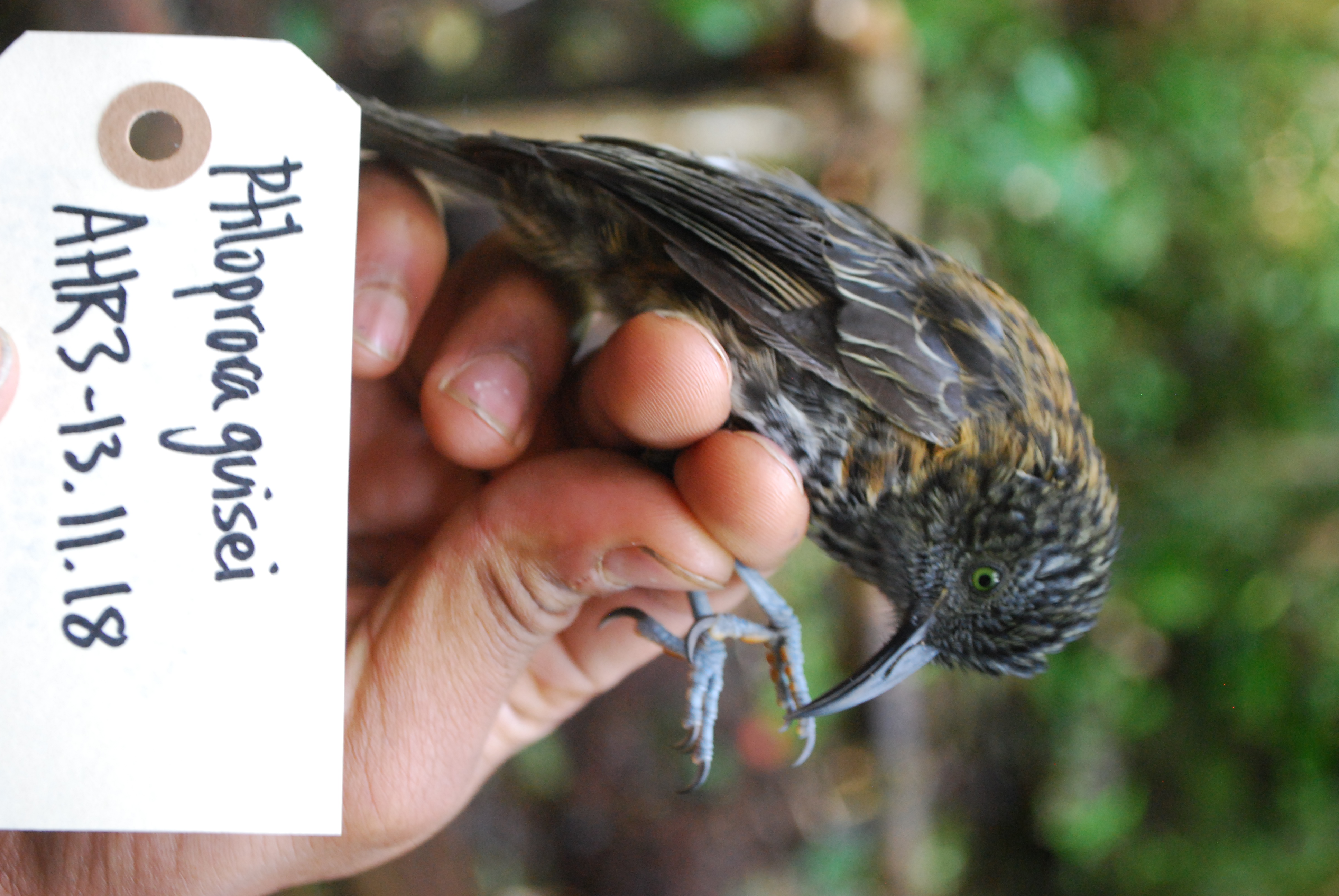 Rufous-backed Honeyeater (Ptiloprora guisei), photo 6
