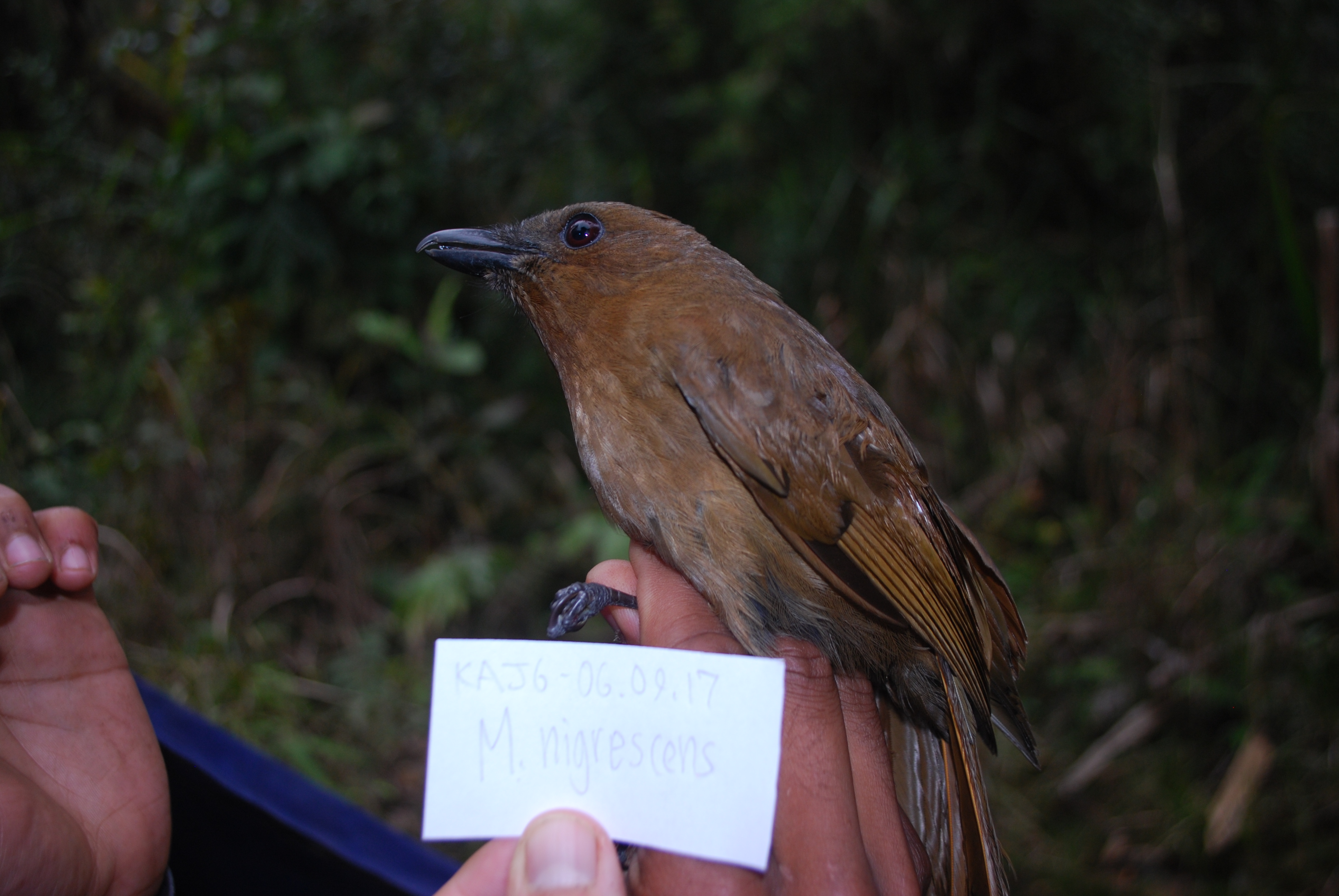 Black Pitohui (Melanorectes nigrescens), photo 8