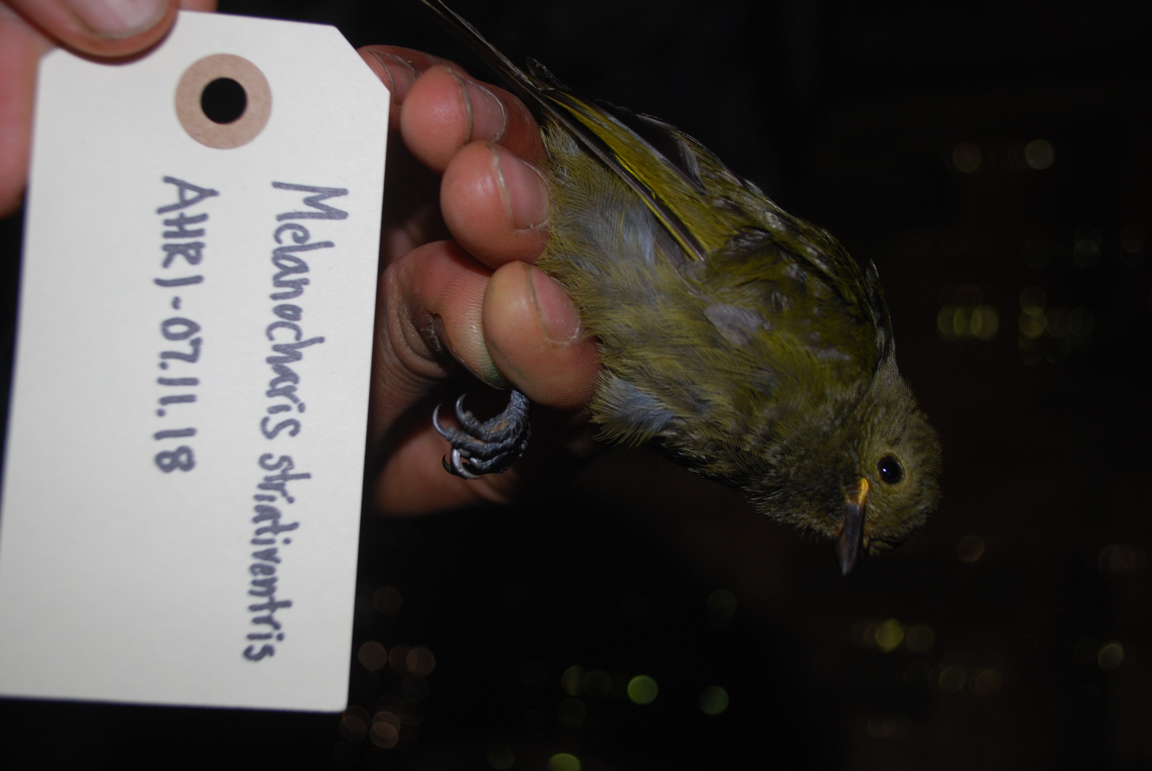 Streaked Berrypecker (Melanocharis striativentris), photo 6