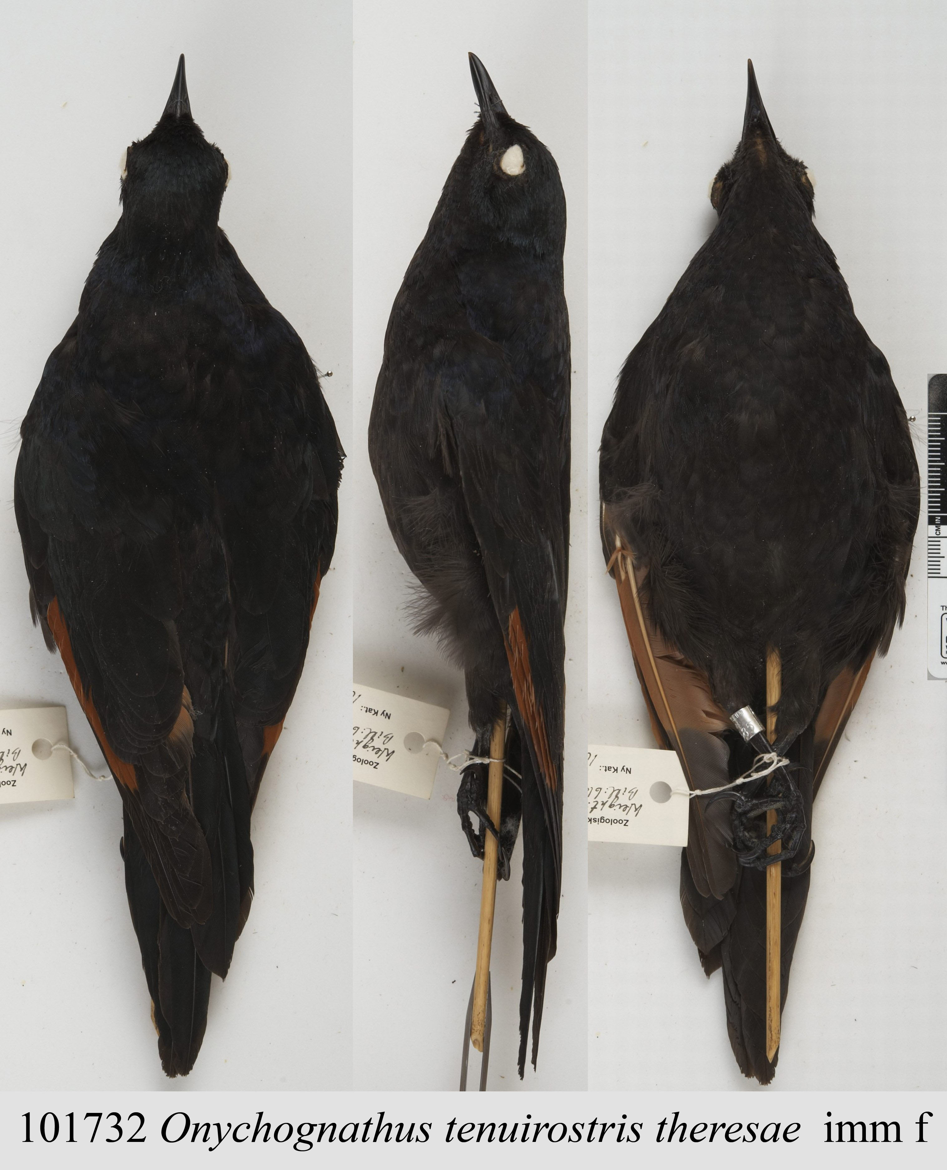 Slender-billed Starling (Onychognathus tenuirostris), photo 7