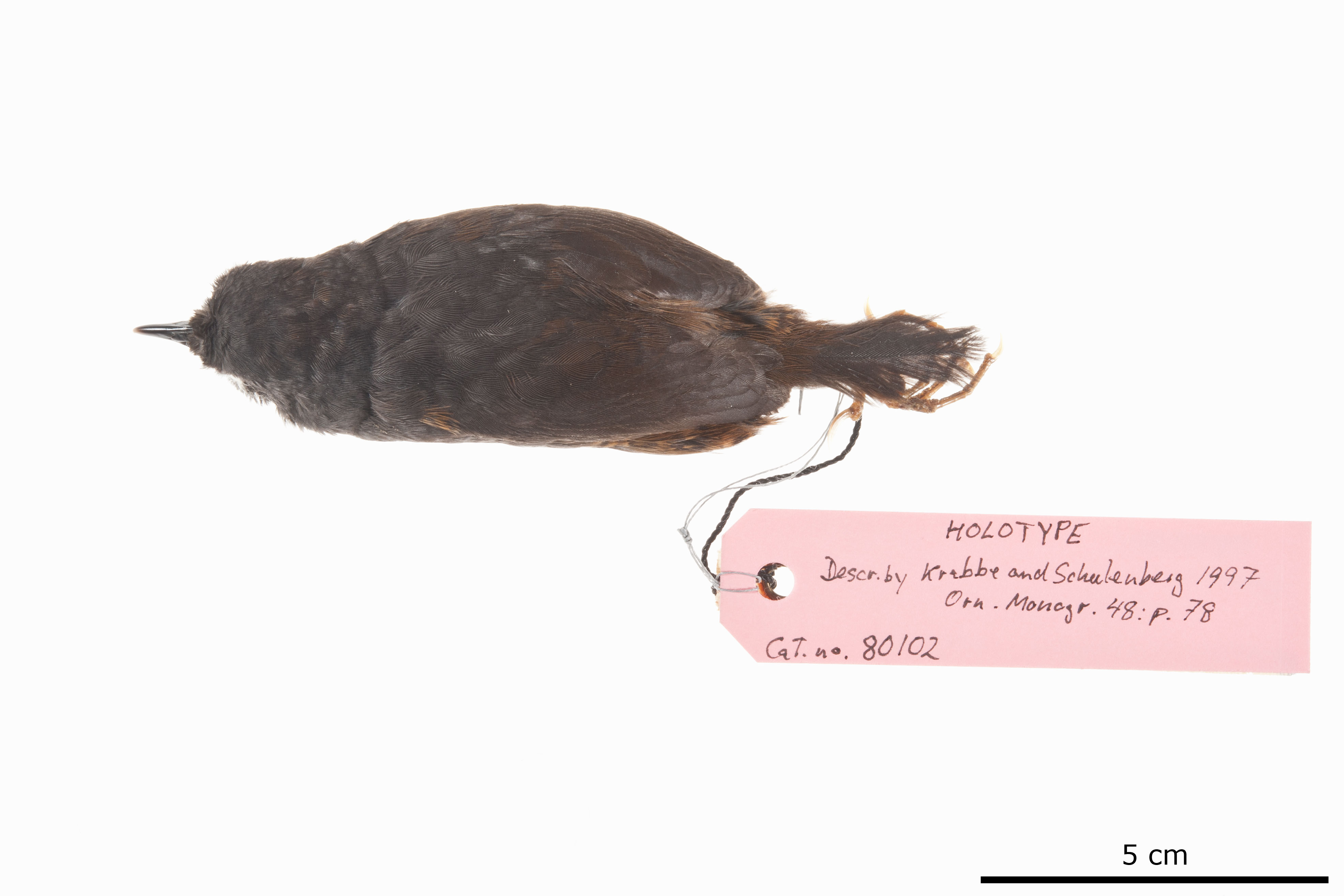 El Oro Tapaculo (Scytalopus robbinsi), photo 4
