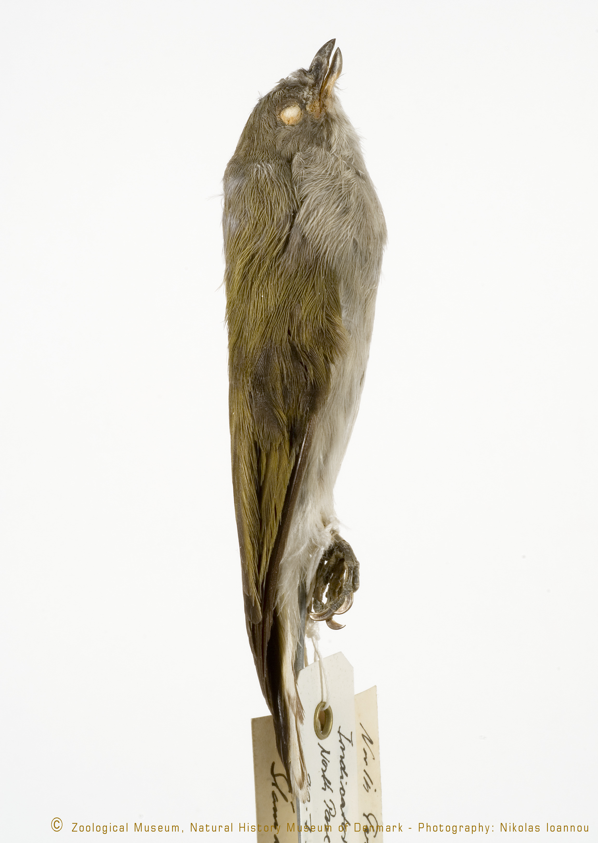 Pallid Honeyguide (Indicator meliphilus), photo 2