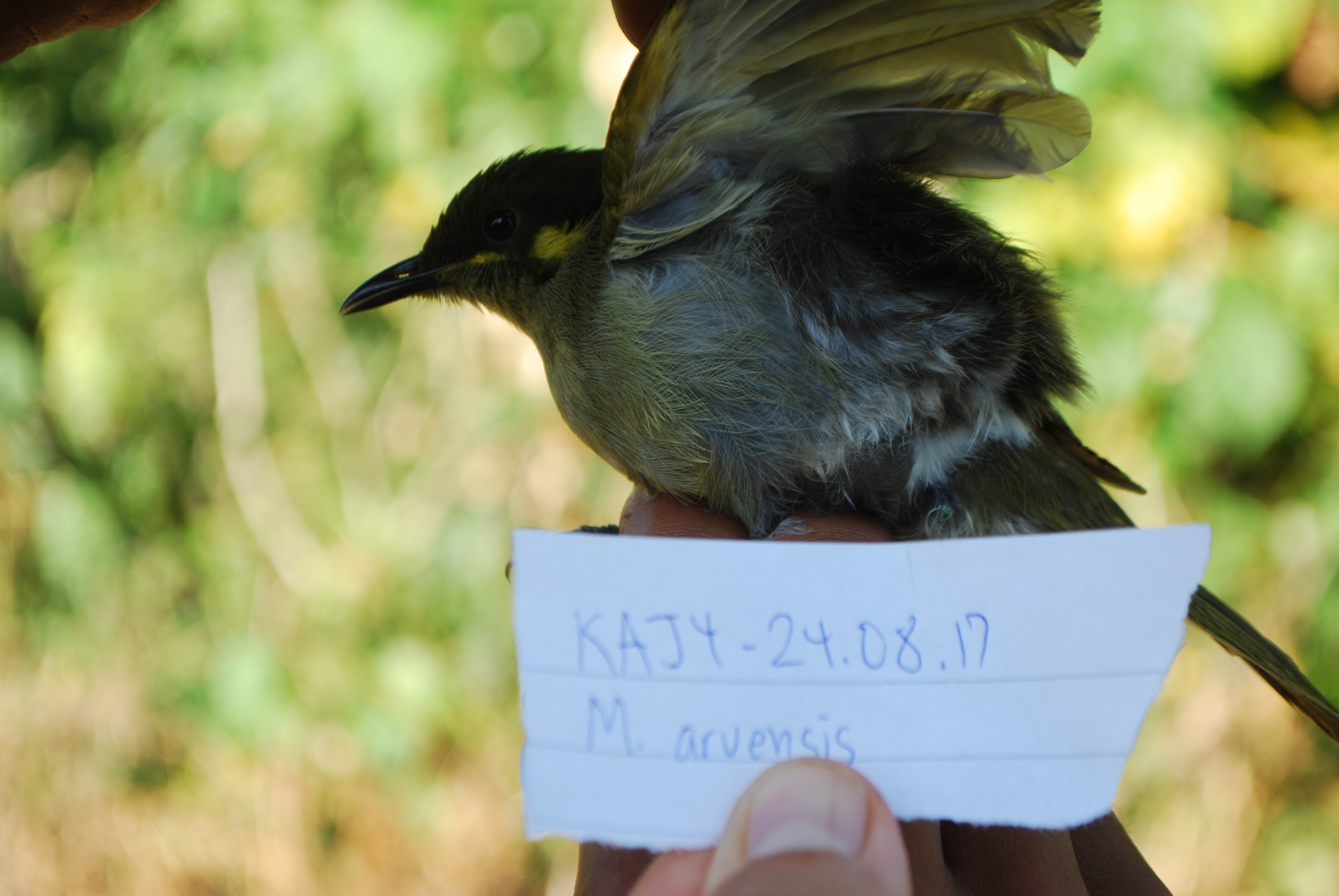 Puff-backed Honeyeater (Meliphaga aruensis), photo 1