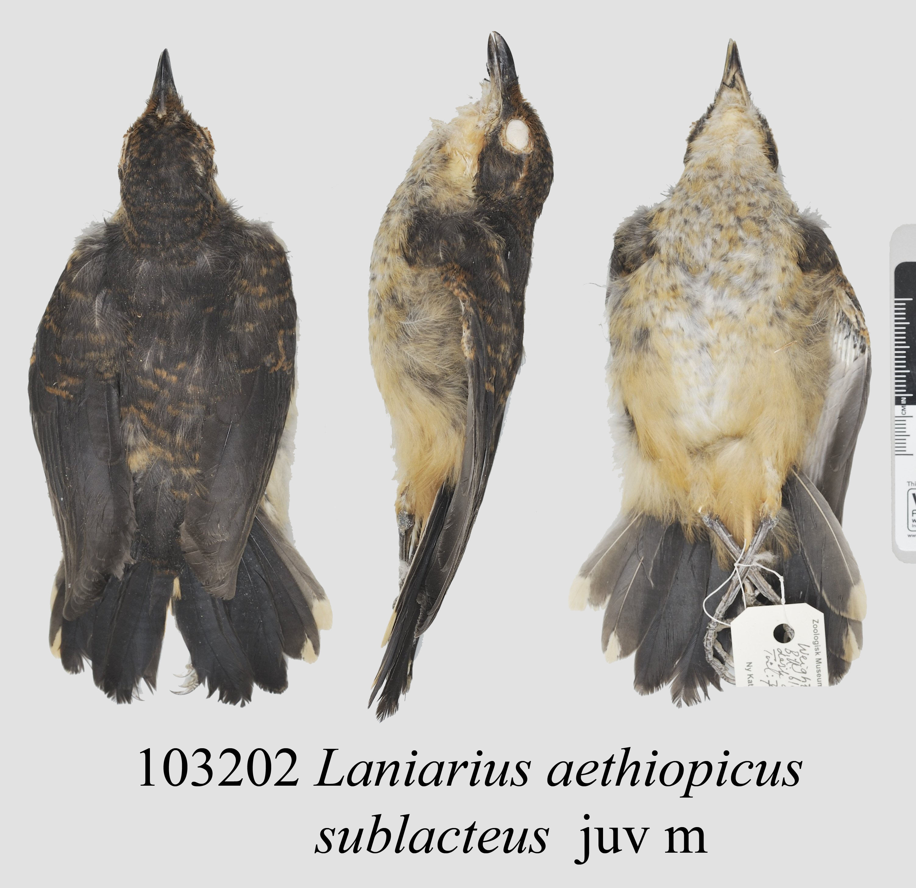 East Coast Boubou (Laniarius sublacteus), photo 4