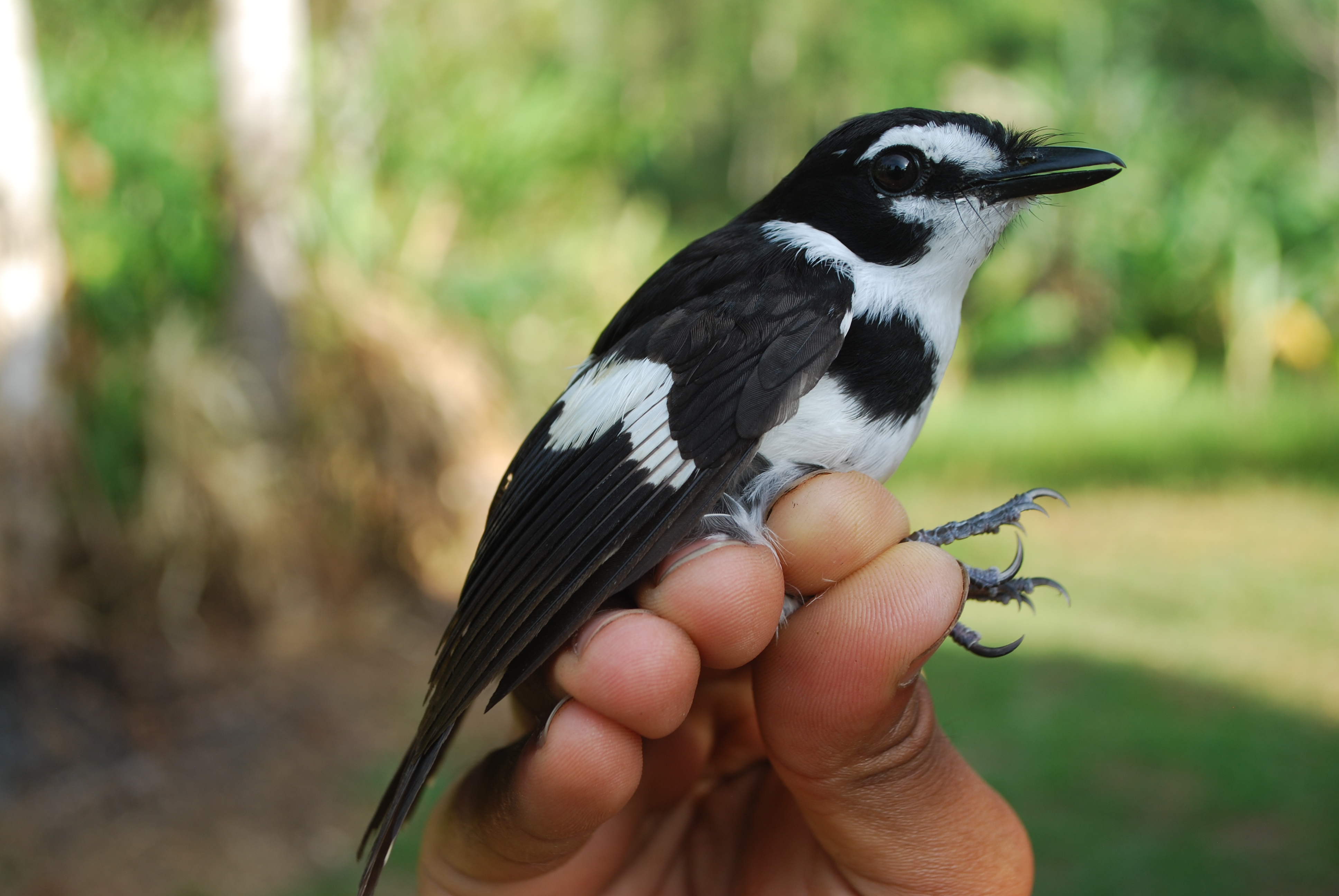 Black-sided Robin (Poecilodryas hypoleuca), photo 10