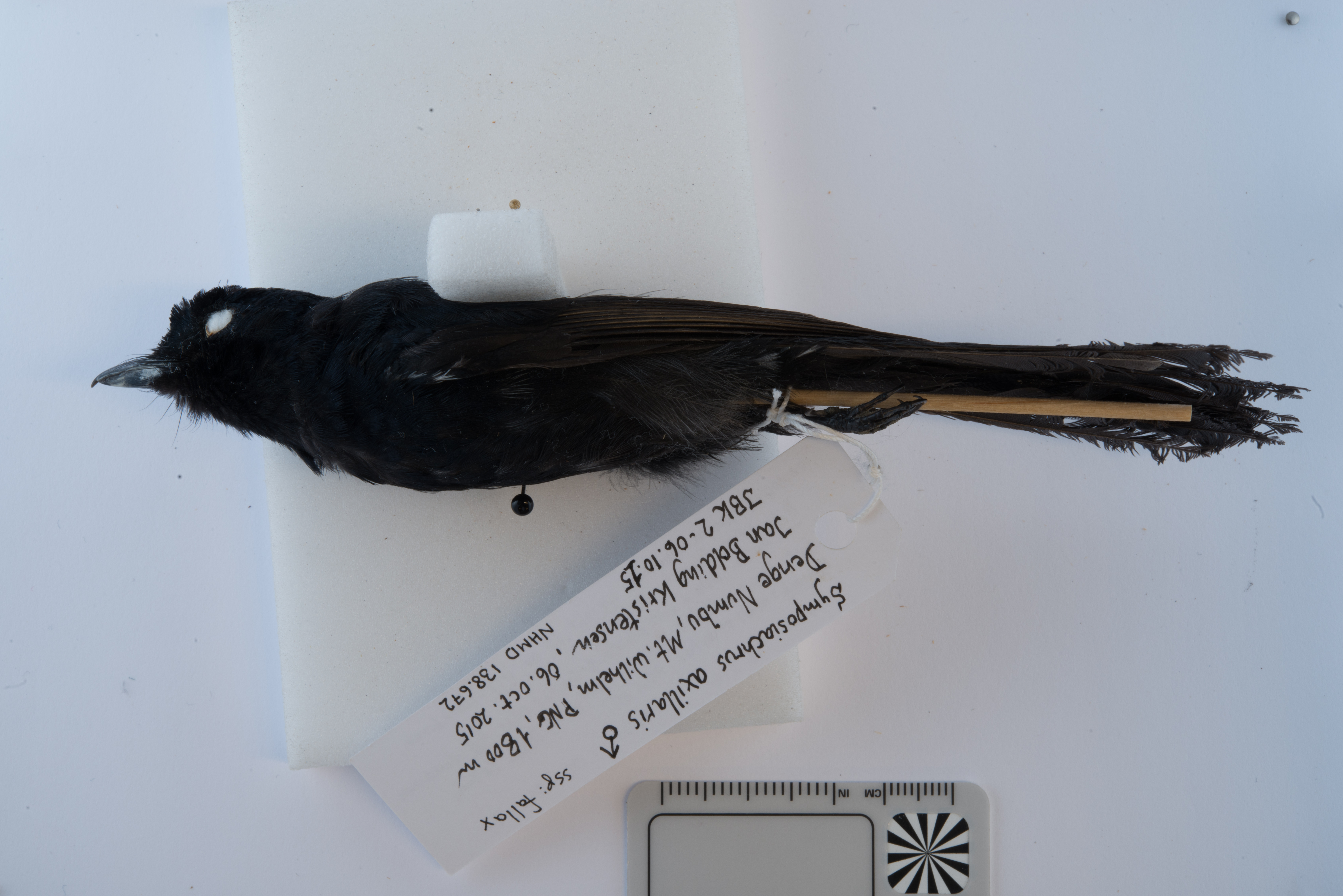 Black Monarch (Symposiachrus axillaris), photo 7