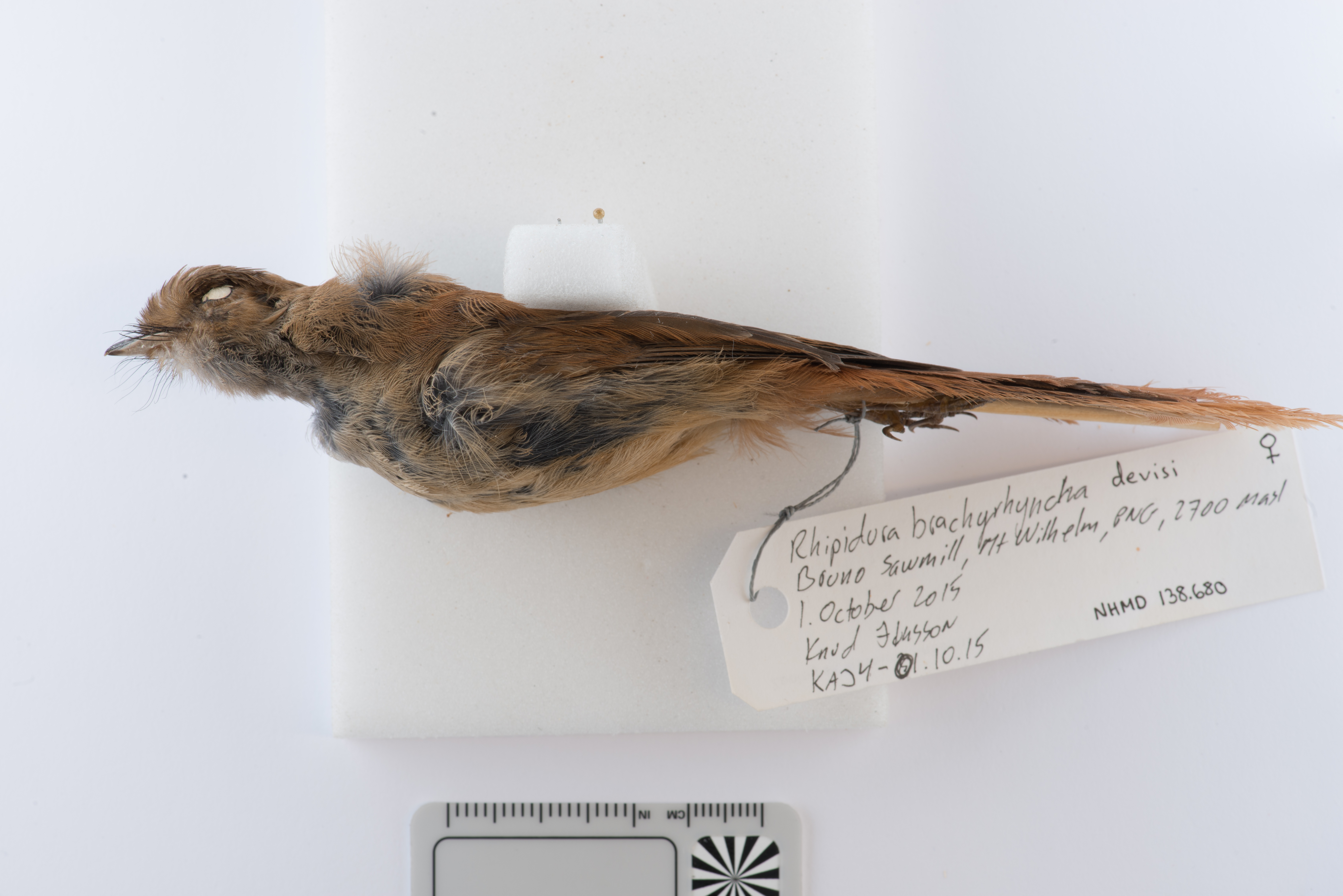 Dimorphic Fantail (Rhipidura brachyrhyncha), photo 8