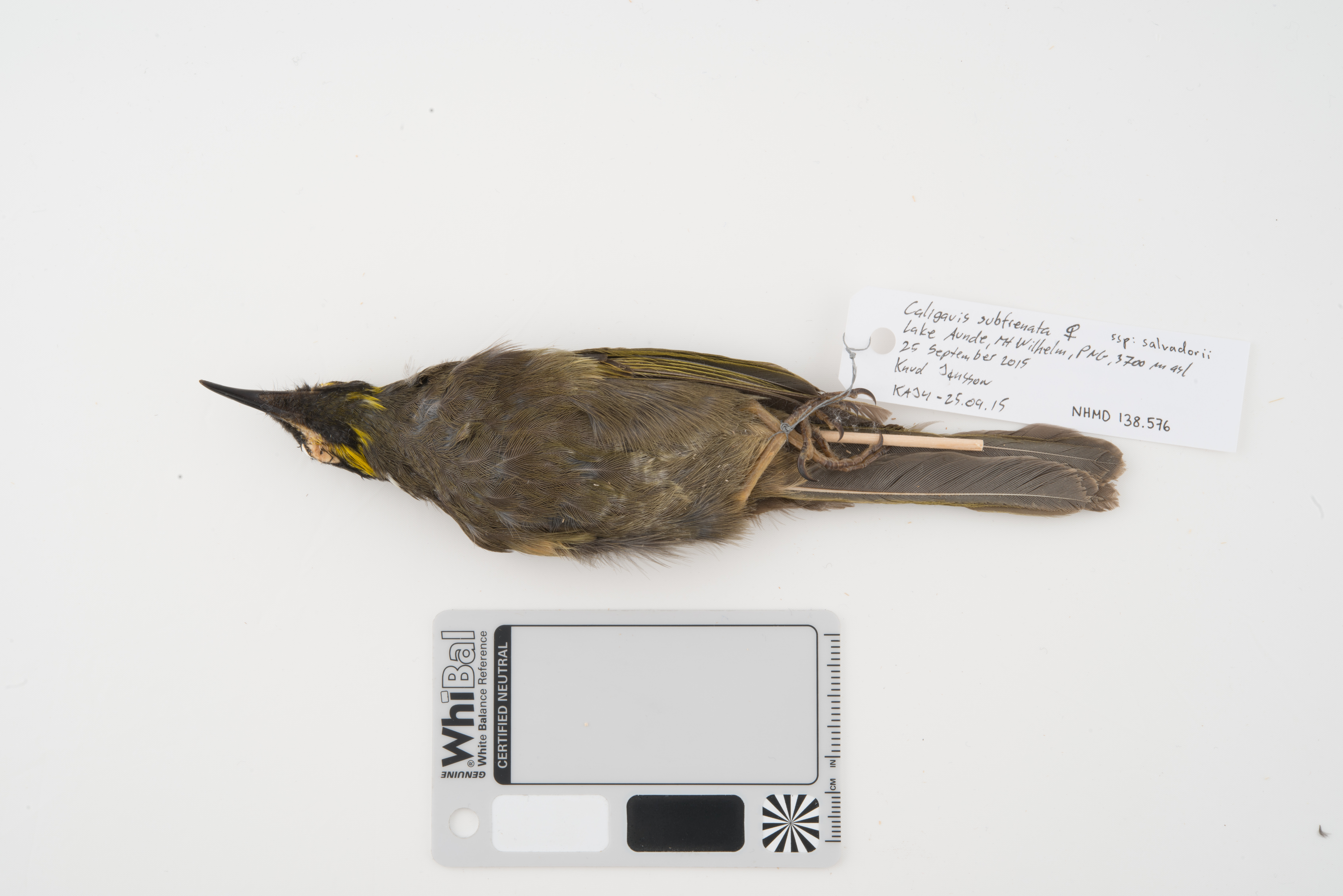 Black-throated Honeyeater (Caligavis subfrenata), photo 2
