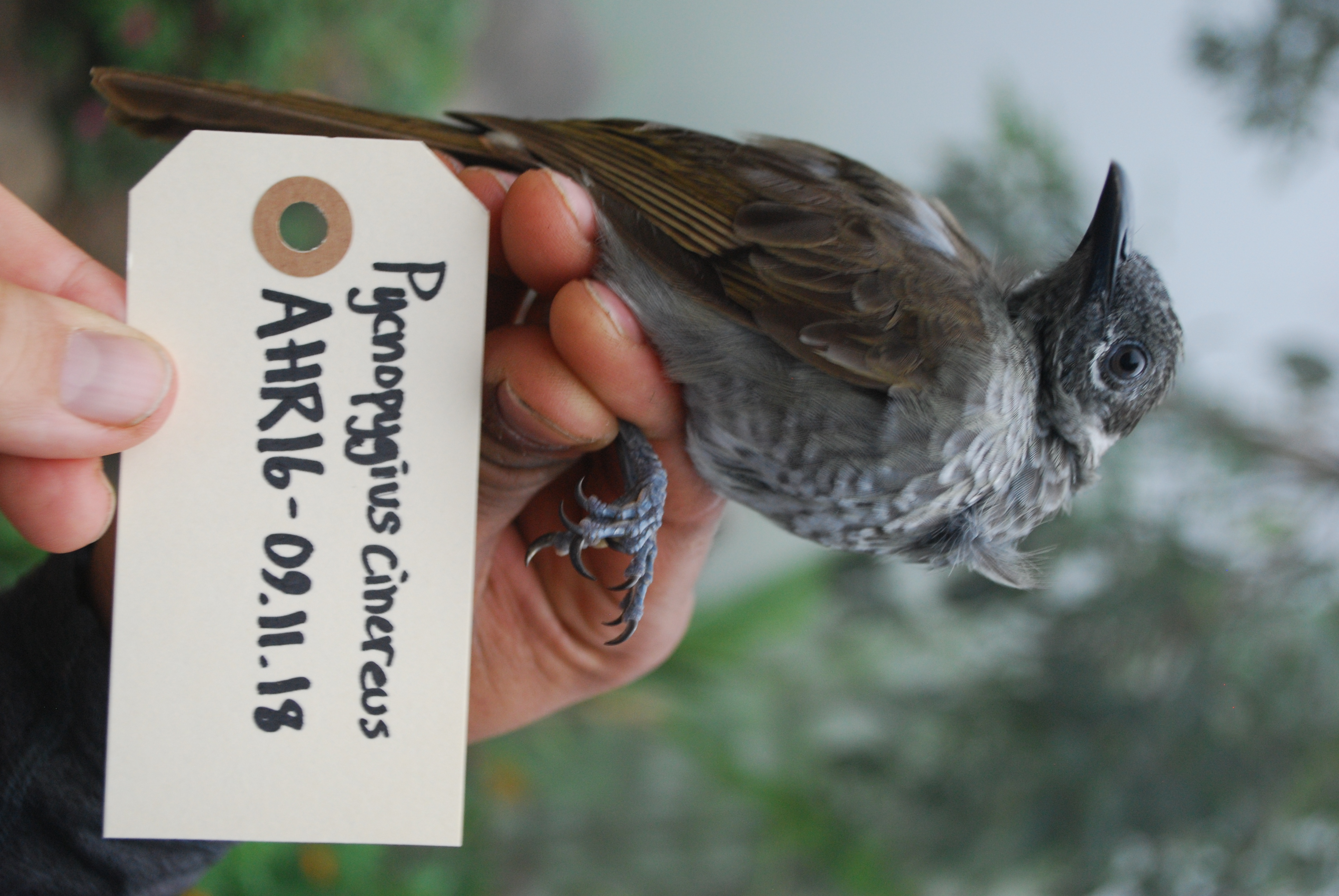 Marbled Honeyeater (Pycnopygius cinereus), photo 2