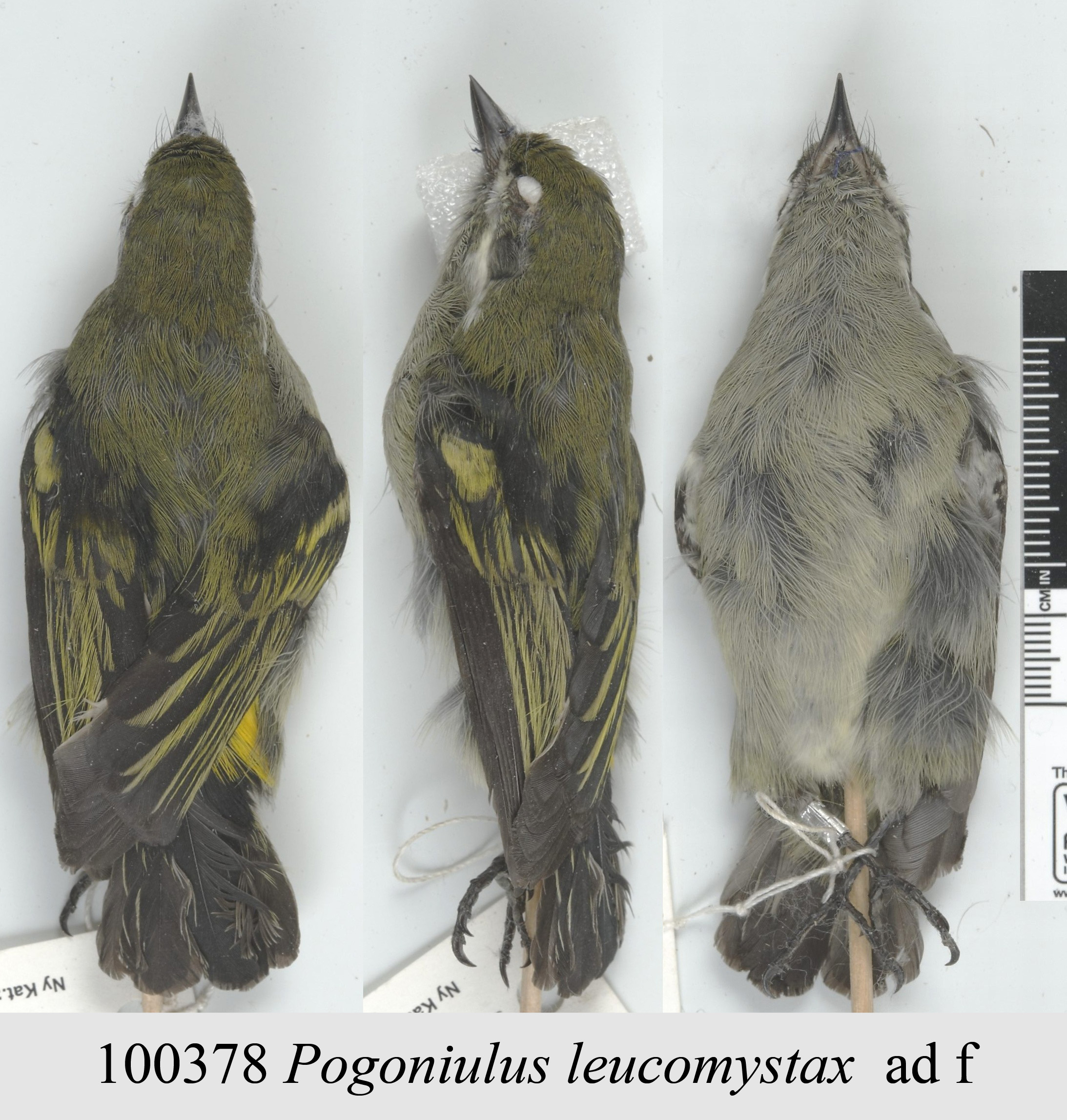 Moustached Tinkerbird (Pogoniulus leucomystax), photo 5