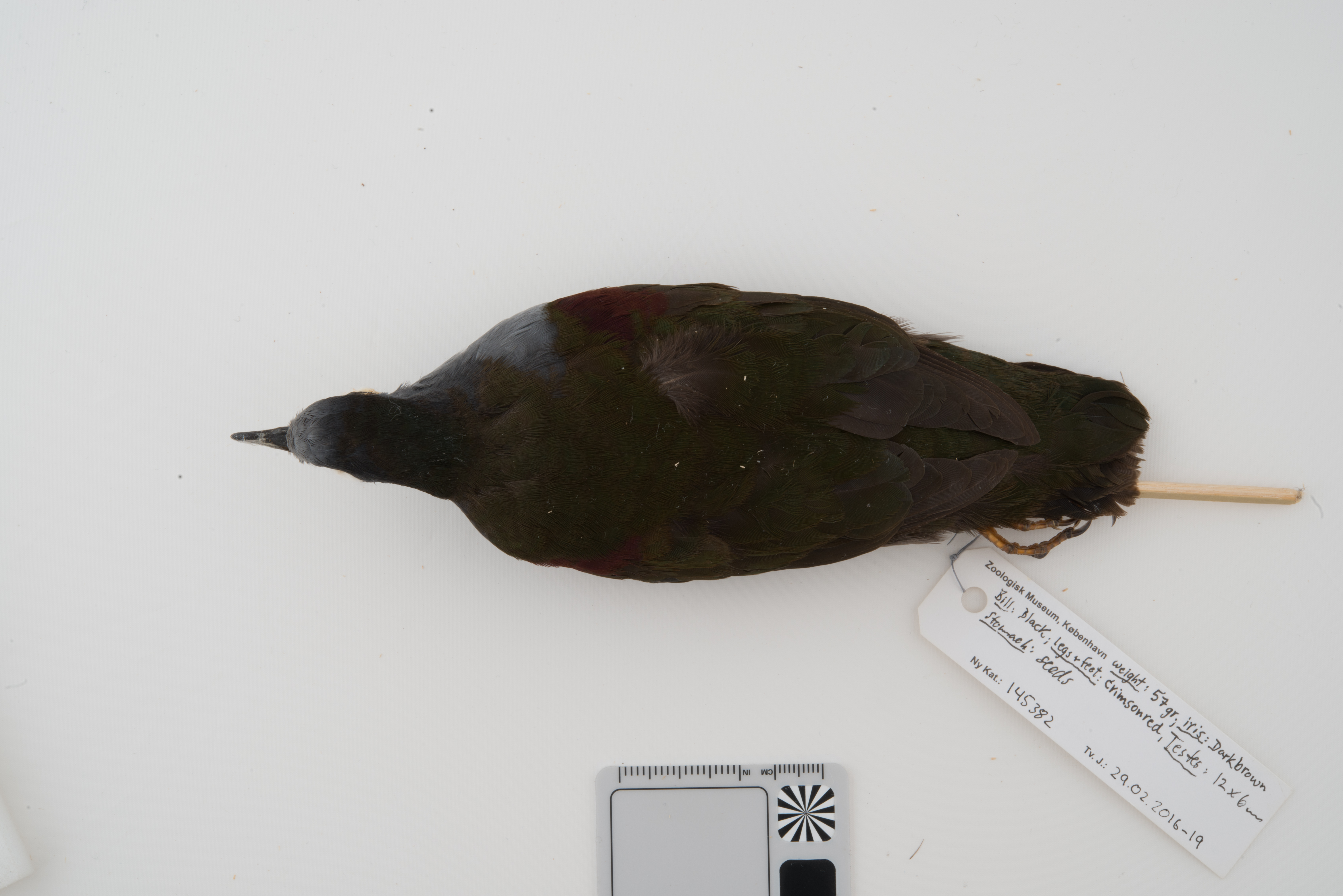 Bronze Ground Dove (Pampusana beccarii), photo 5