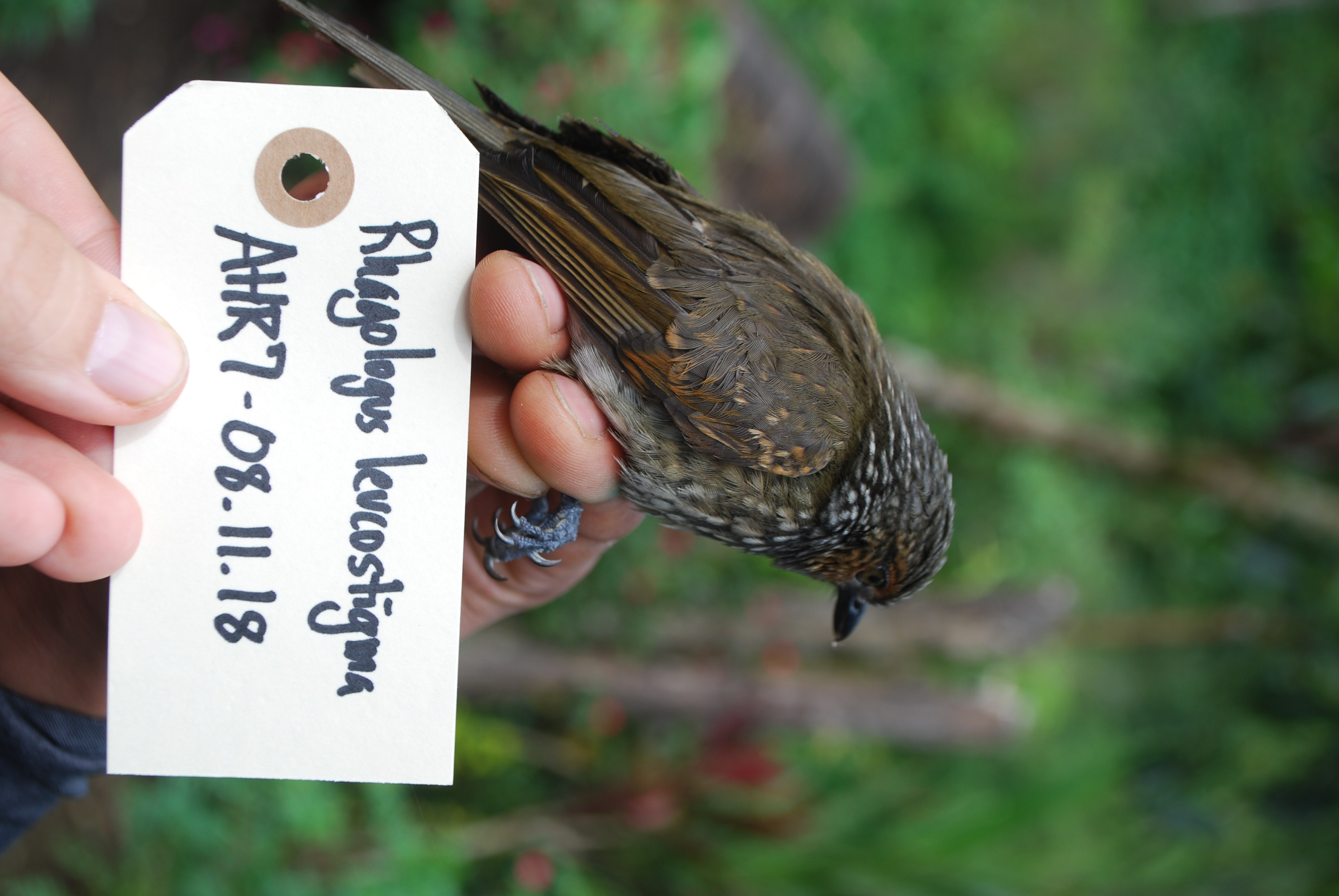 Mottled Berryhunter (Rhagologus leucostigma), photo 2