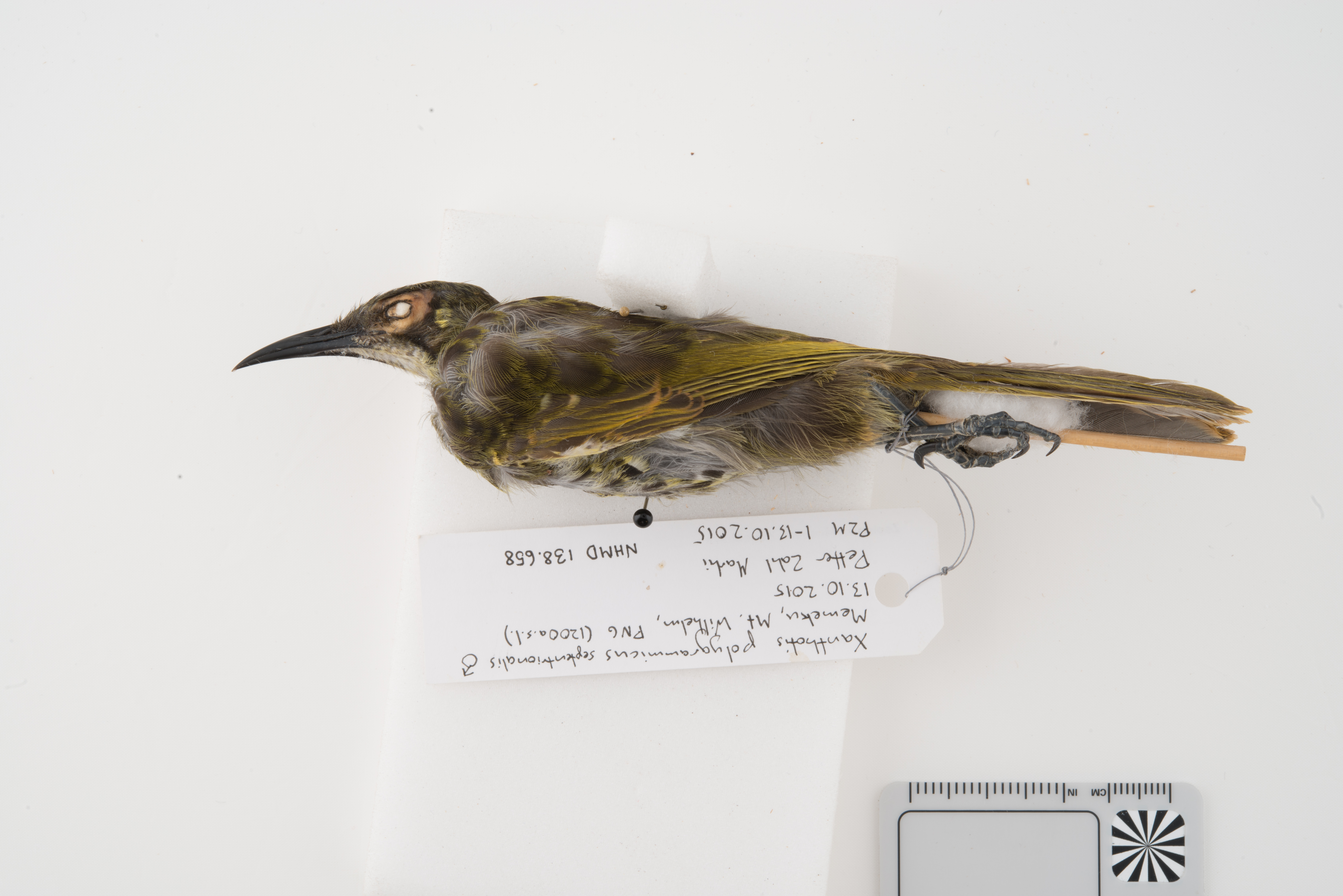 Spotted Honeyeater (Xanthotis polygrammus), photo 5