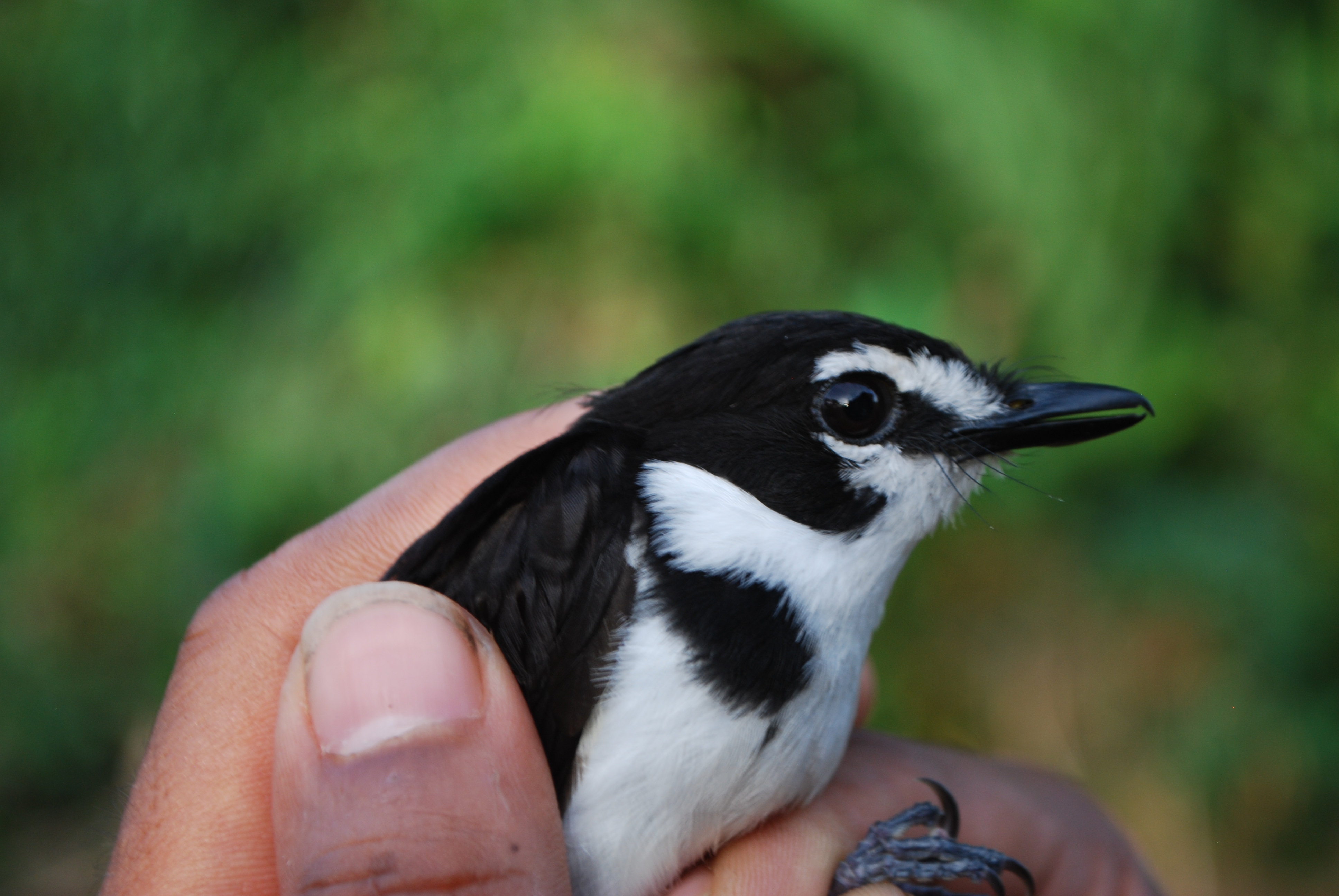 Black-sided Robin (Poecilodryas hypoleuca), photo 2