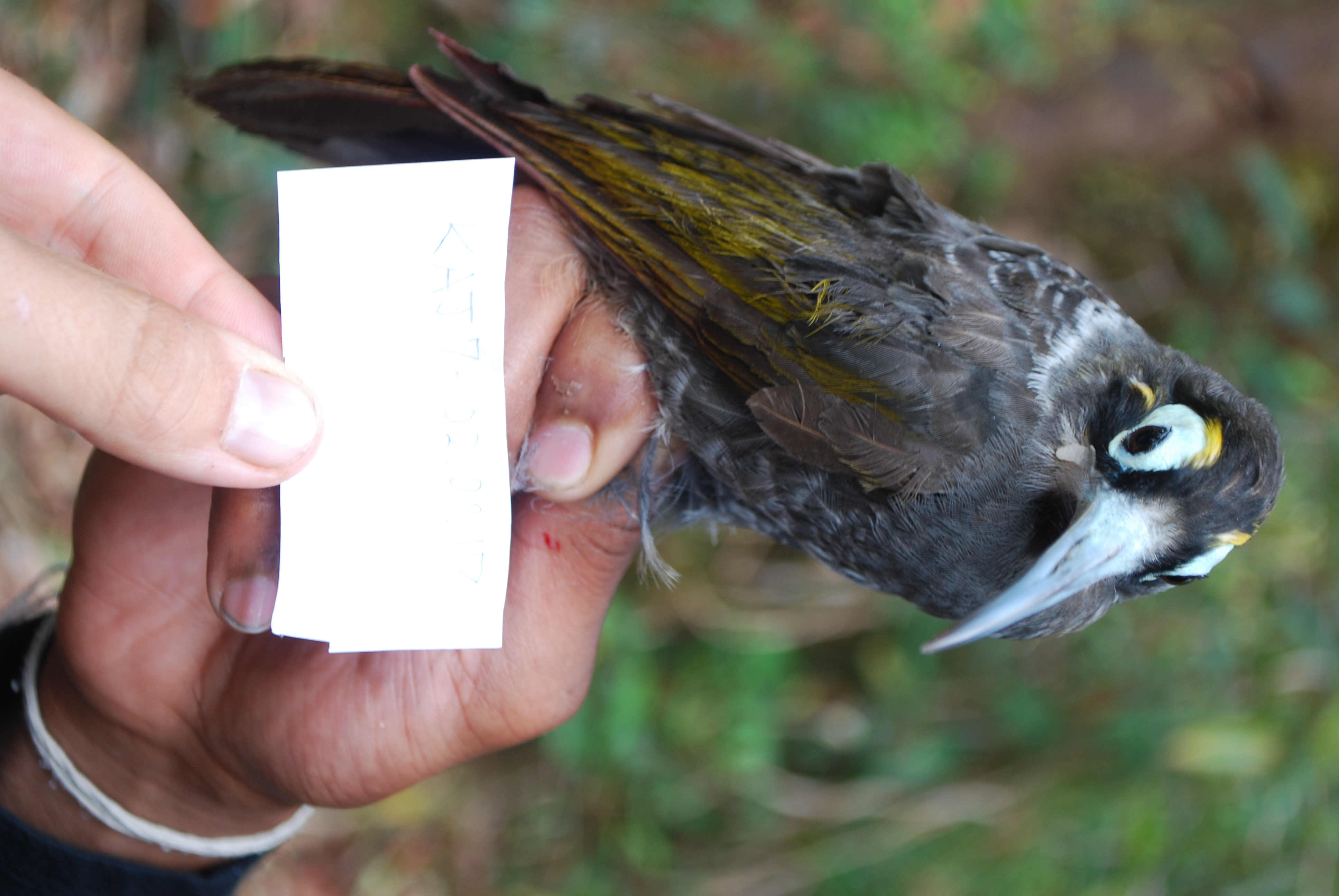Yellow-browed Melidectes (Melidectes rufocrissalis), photo 9