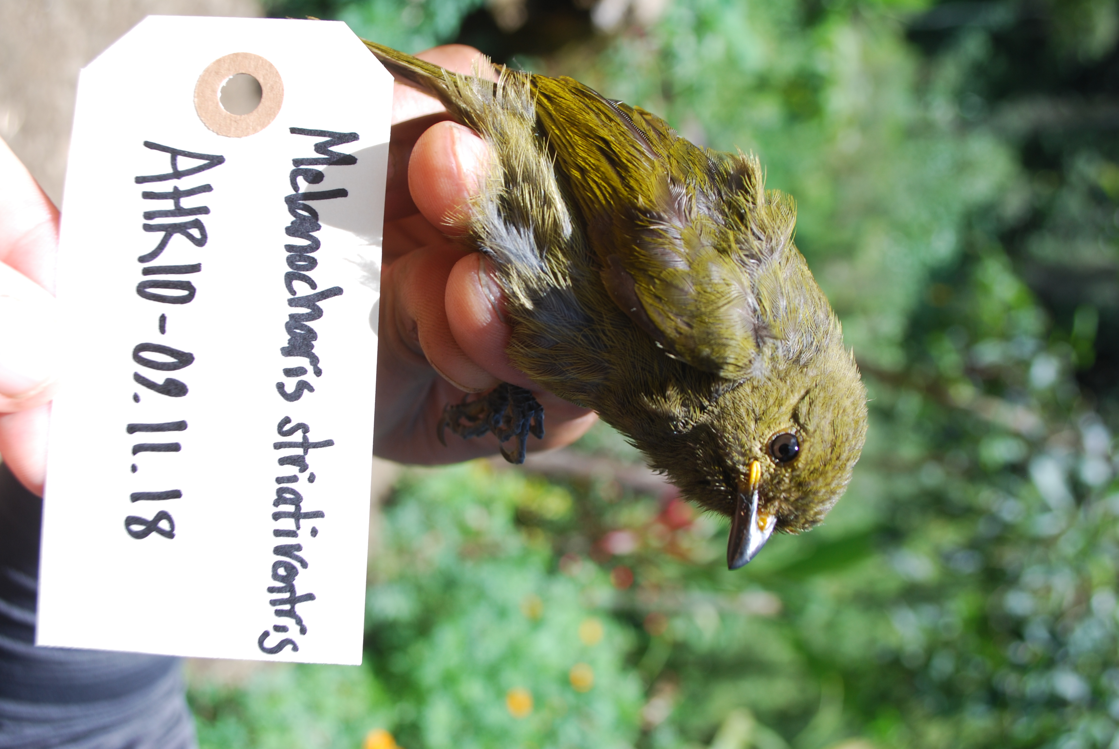 Streaked Berrypecker (Melanocharis striativentris), photo 5