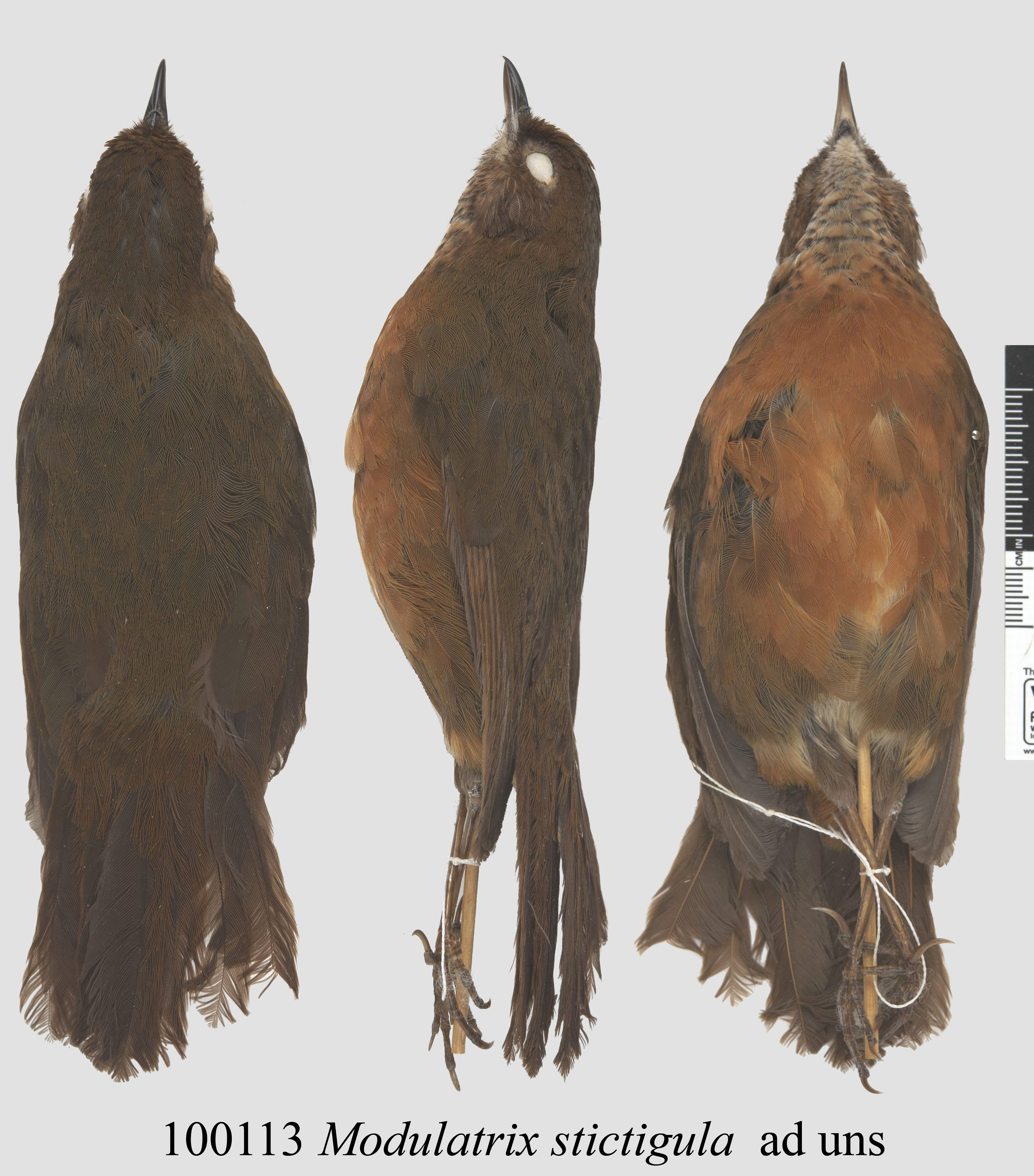 Spot-throat (Modulatrix stictigula), photo 1