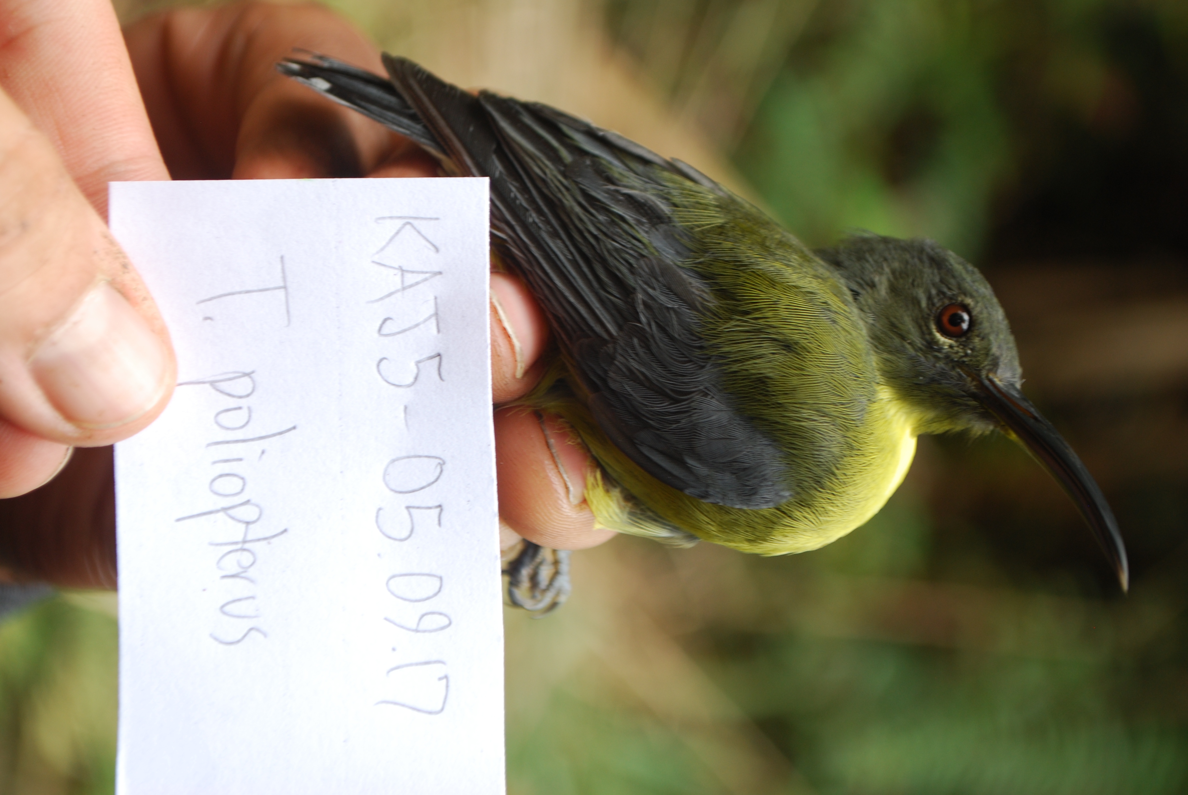 Slaty-headed Longbill (Toxorhamphus poliopterus), photo 9