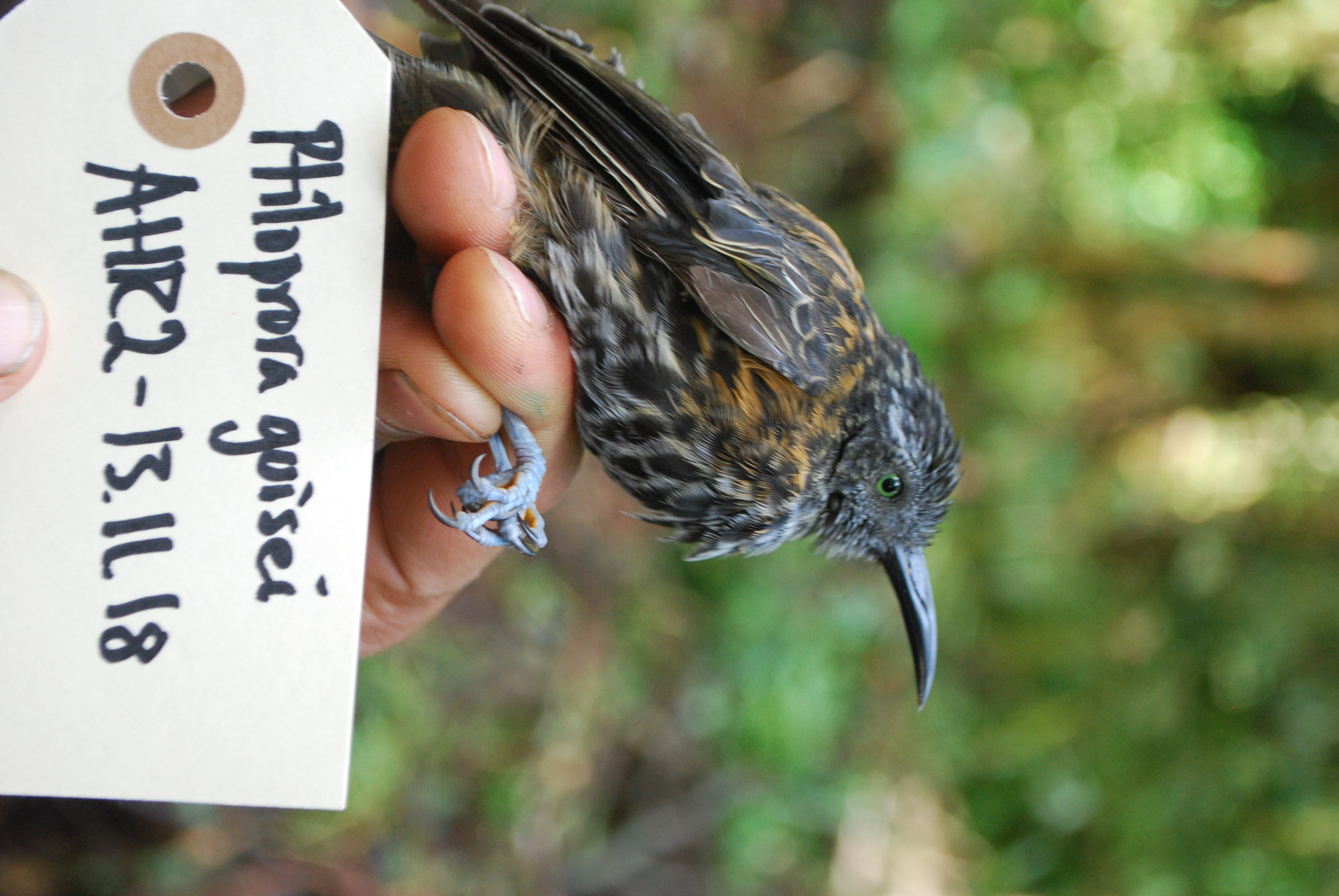 Rufous-backed Honeyeater (Ptiloprora guisei), photo 5