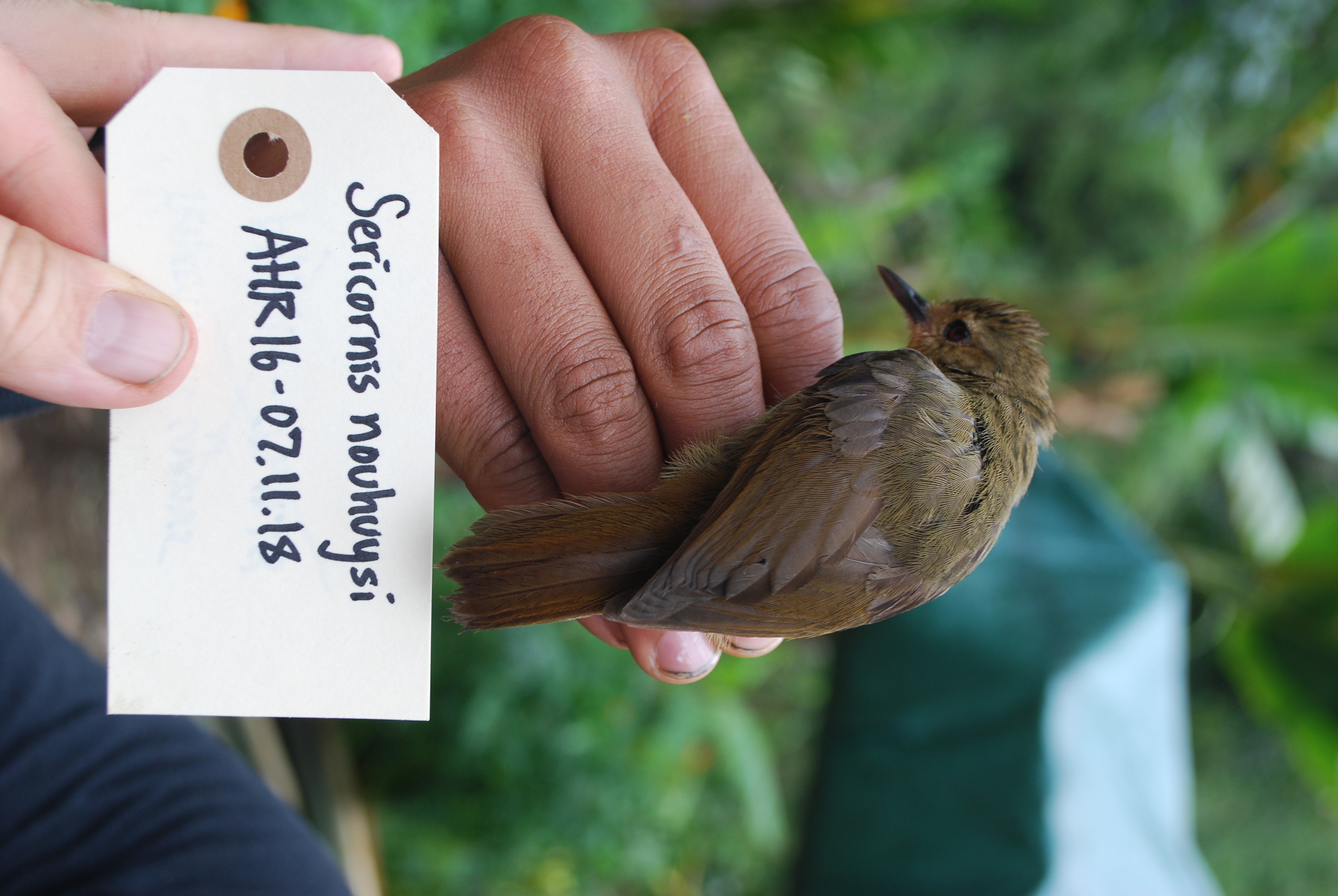 Large Scrubwren (Sericornis nouhuysi), photo 9