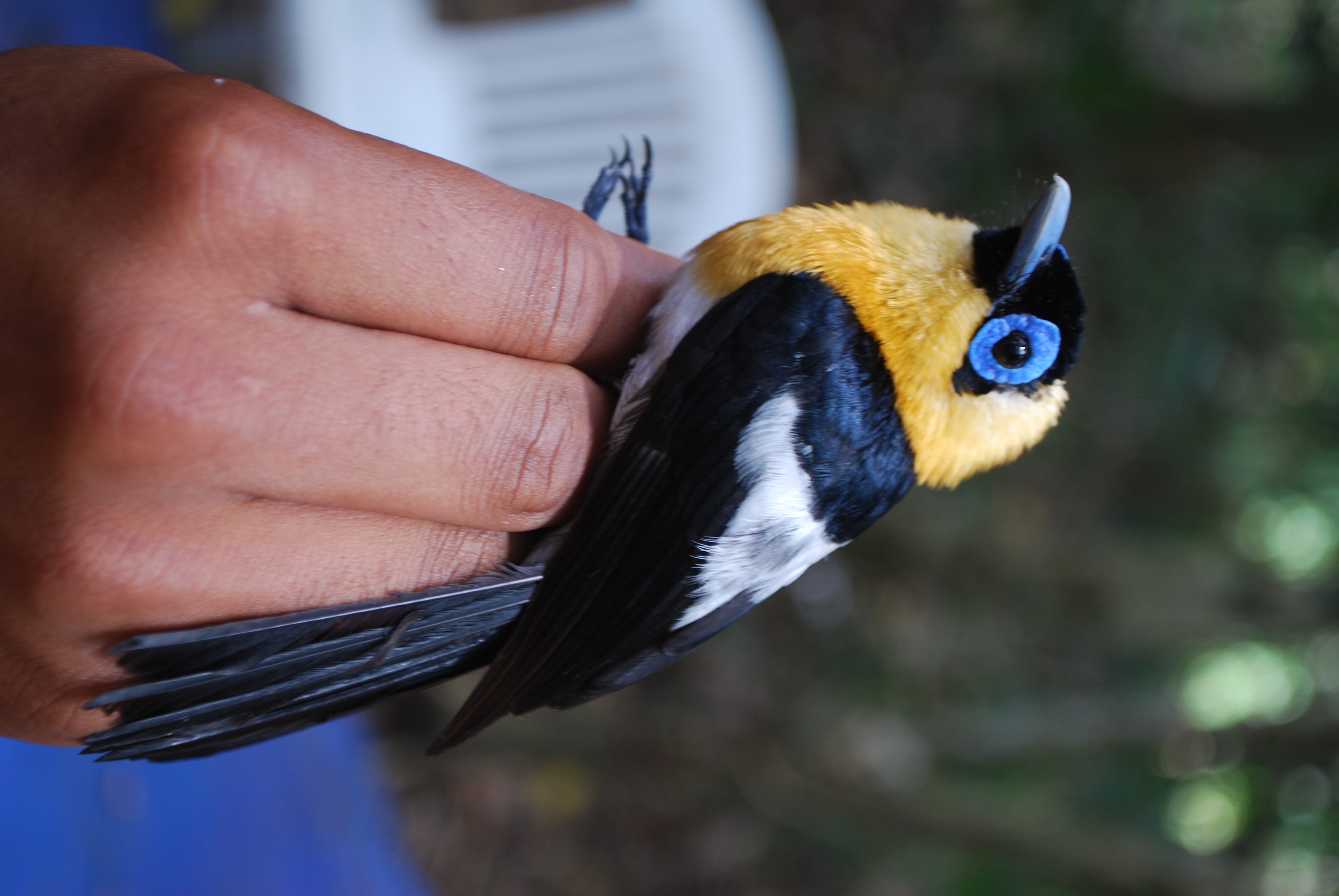 Ochre-collared Monarch (Arses insularis), photo 4
