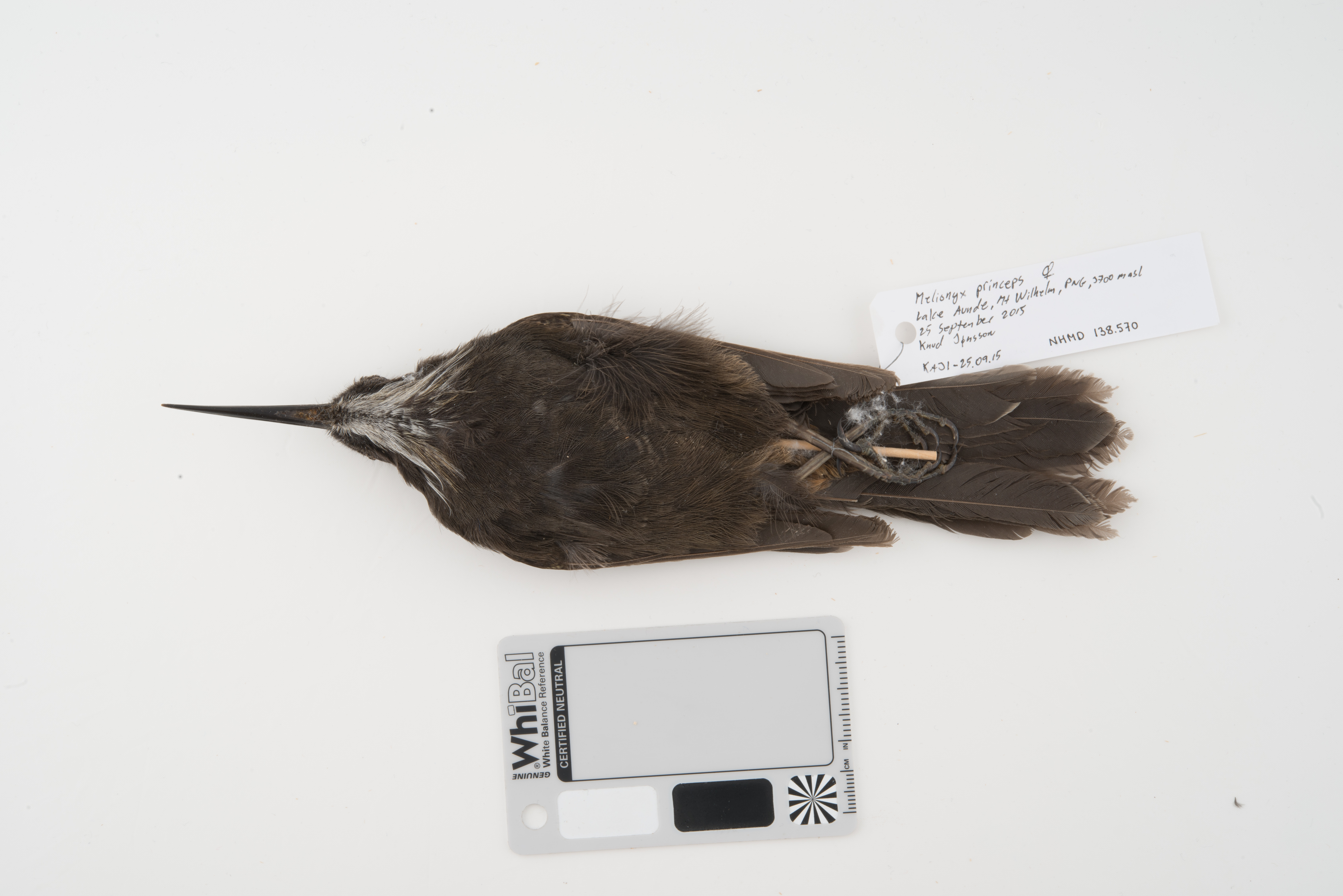 Long-bearded Honeyeater (Melionyx princeps), photo 2