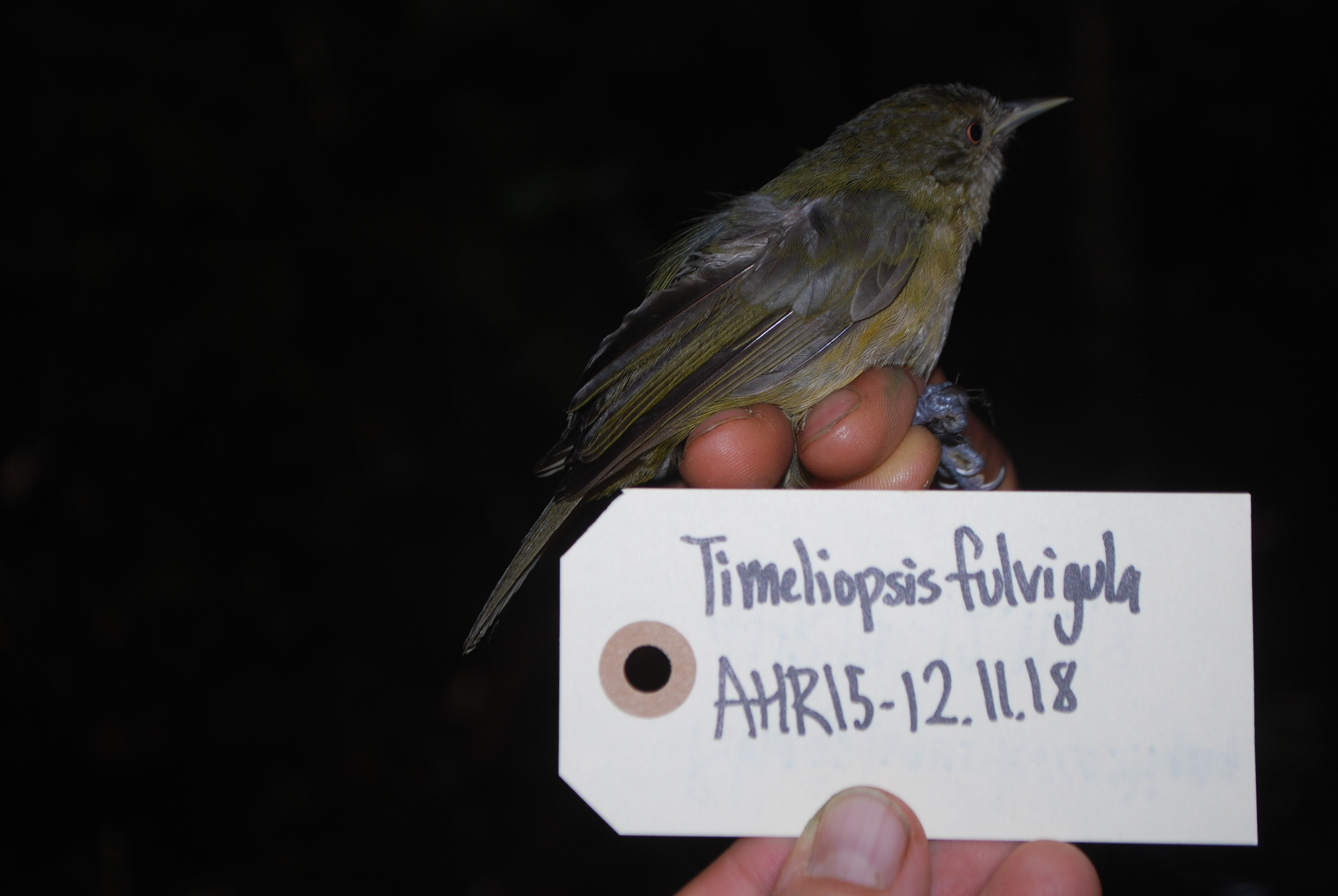 Olive Straightbill (Timeliopsis fulvigula), photo 5