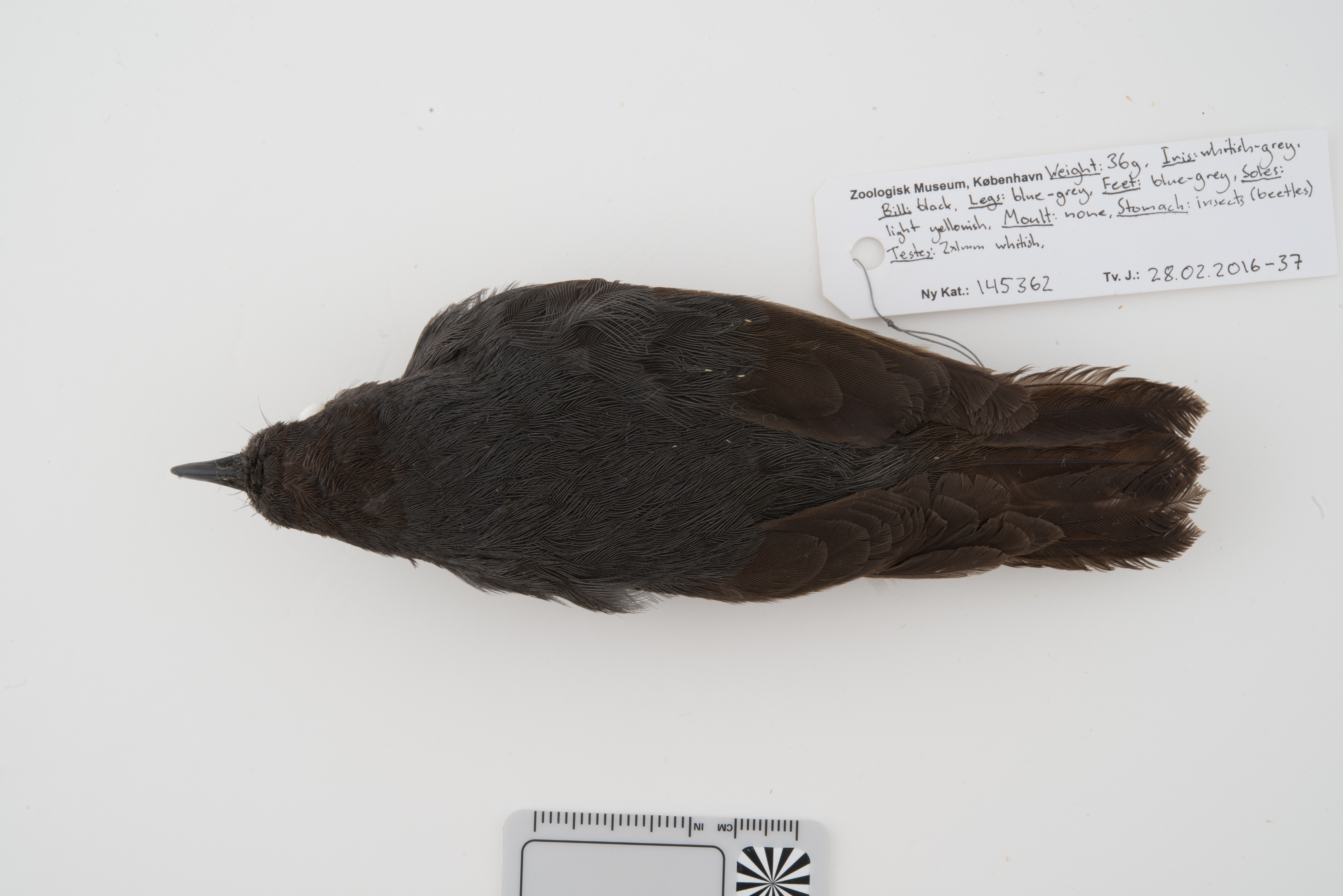 White-eyed Robin (Pachycephalopsis poliosoma), photo 7