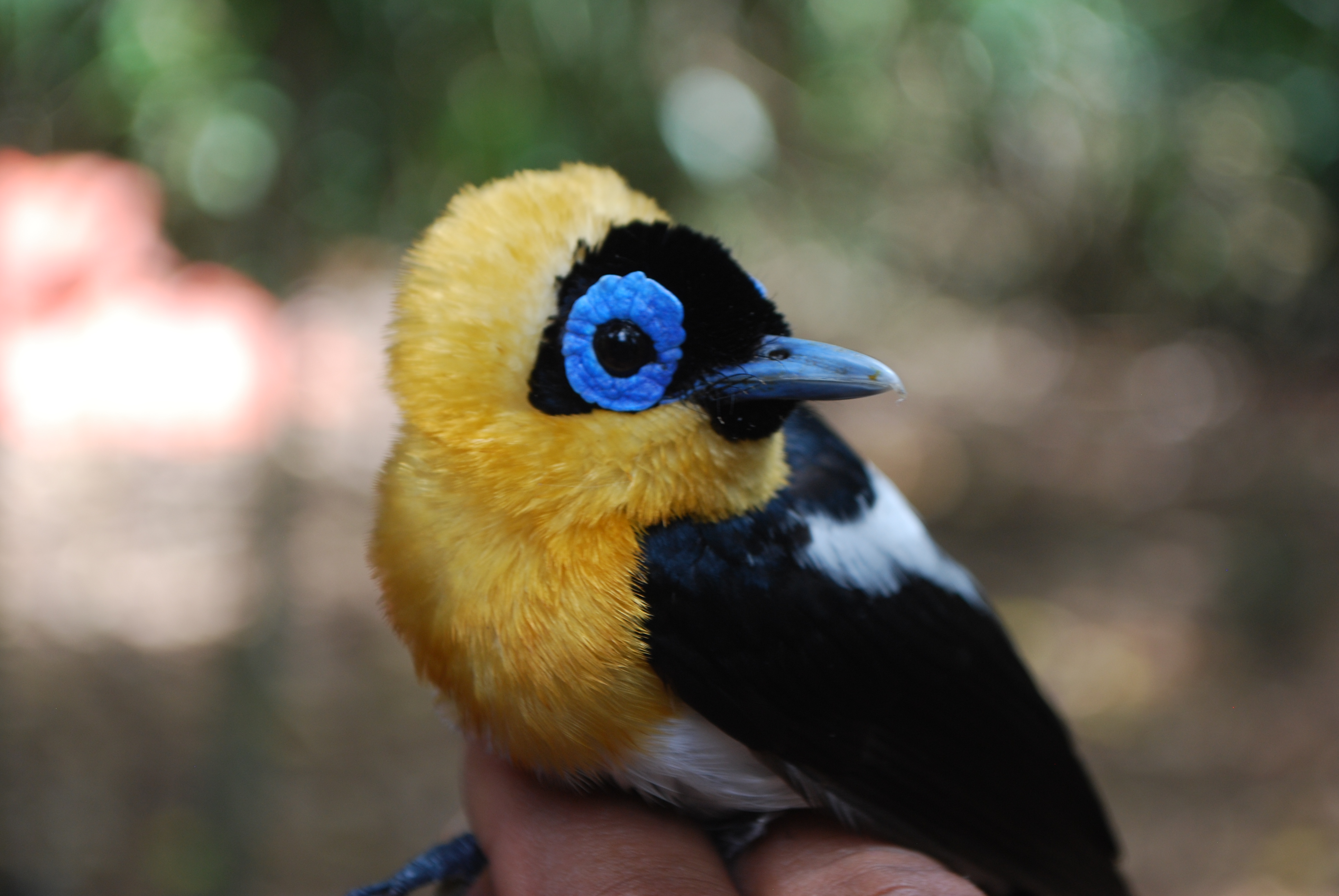 Ochre-collared Monarch (Arses insularis), photo 3