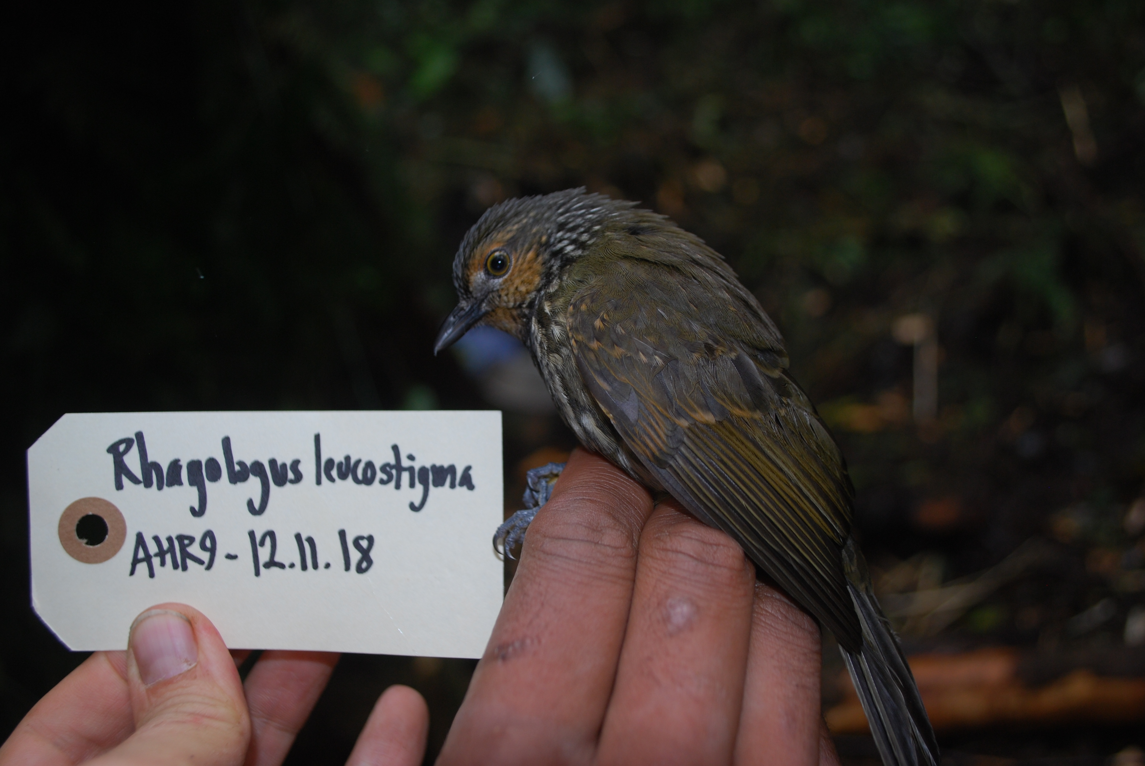 Mottled Berryhunter (Rhagologus leucostigma), photo 6