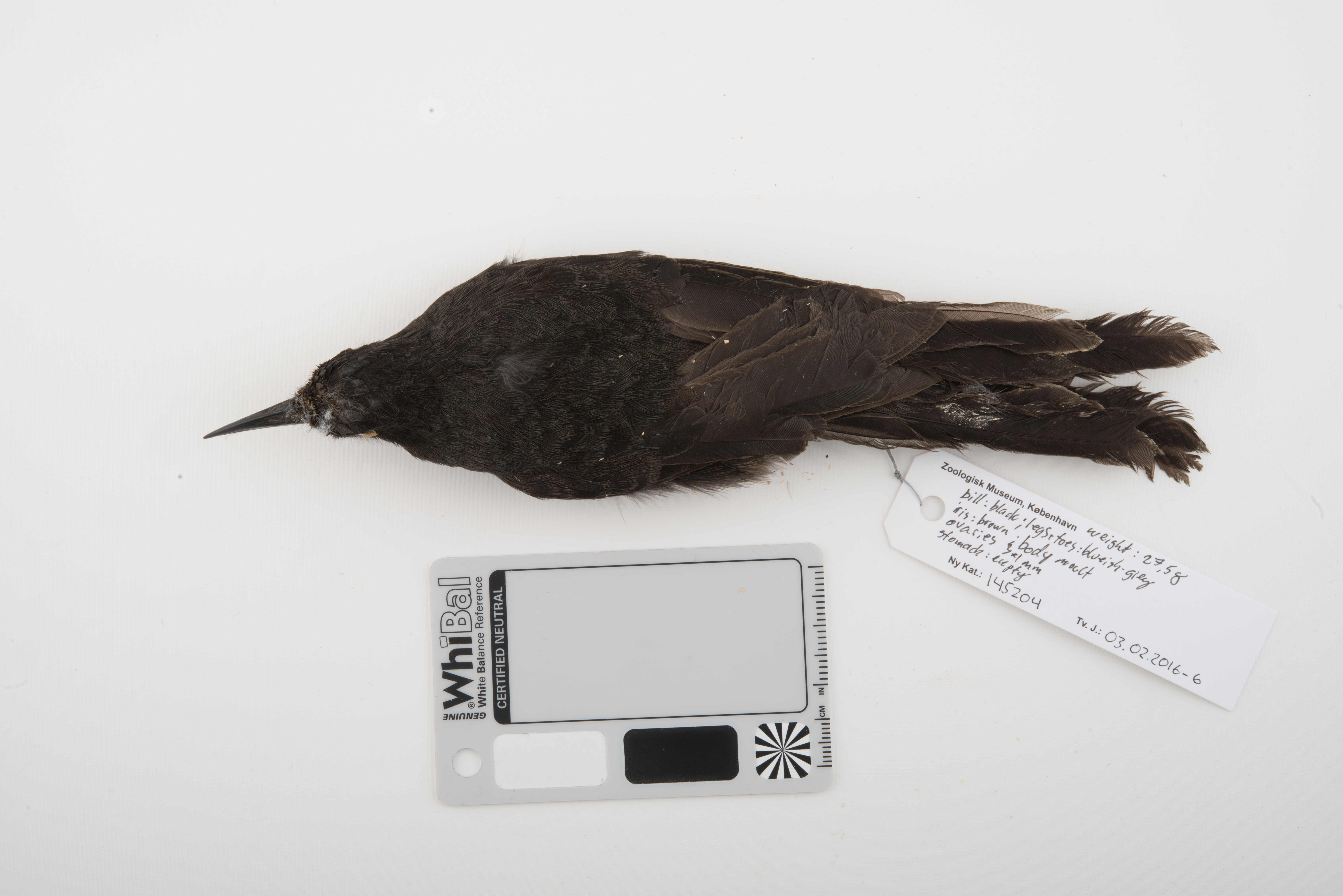 Sooty Honeyeater (Melionyx fuscus), photo 3