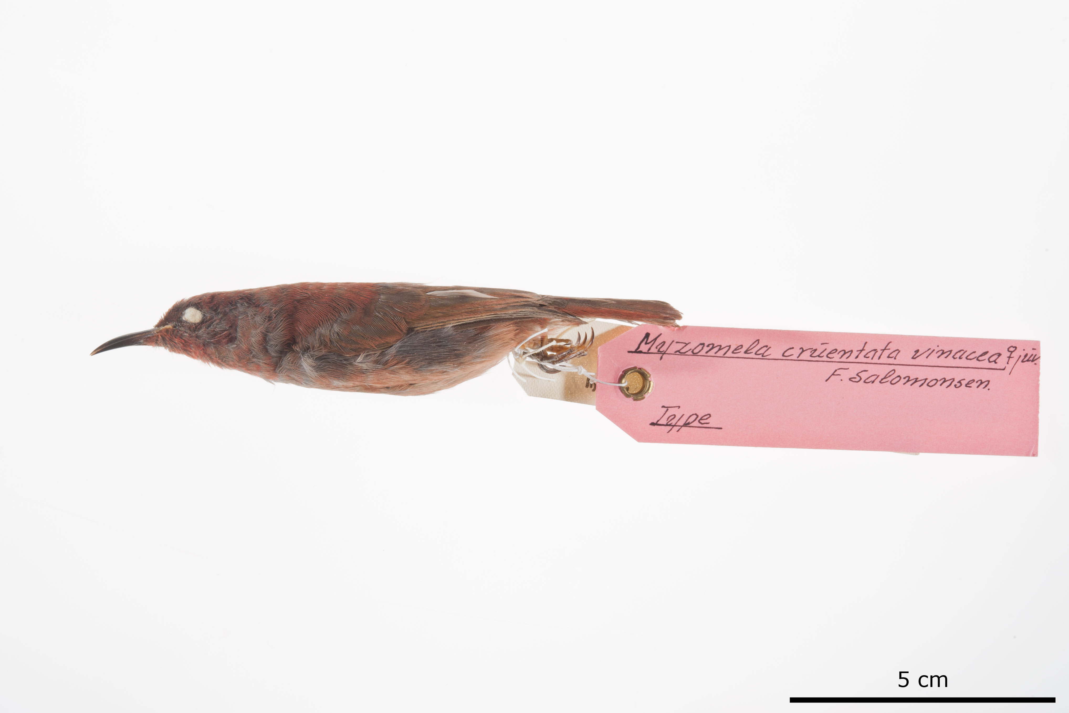 Reddish Myzomela (Myzomela erythrina), photo 1