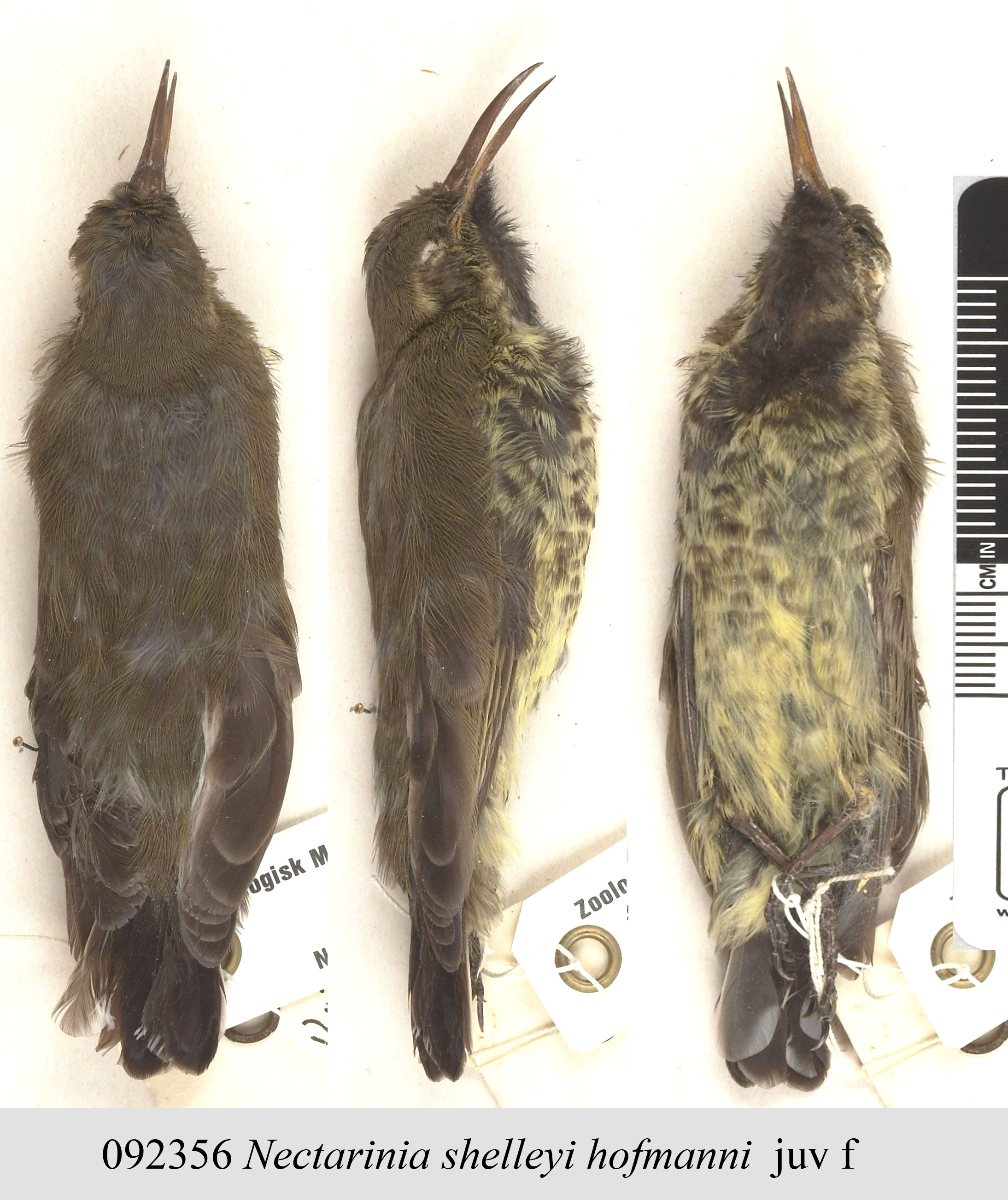 Shelley's Sunbird (Cinnyris shelleyi), photo 2