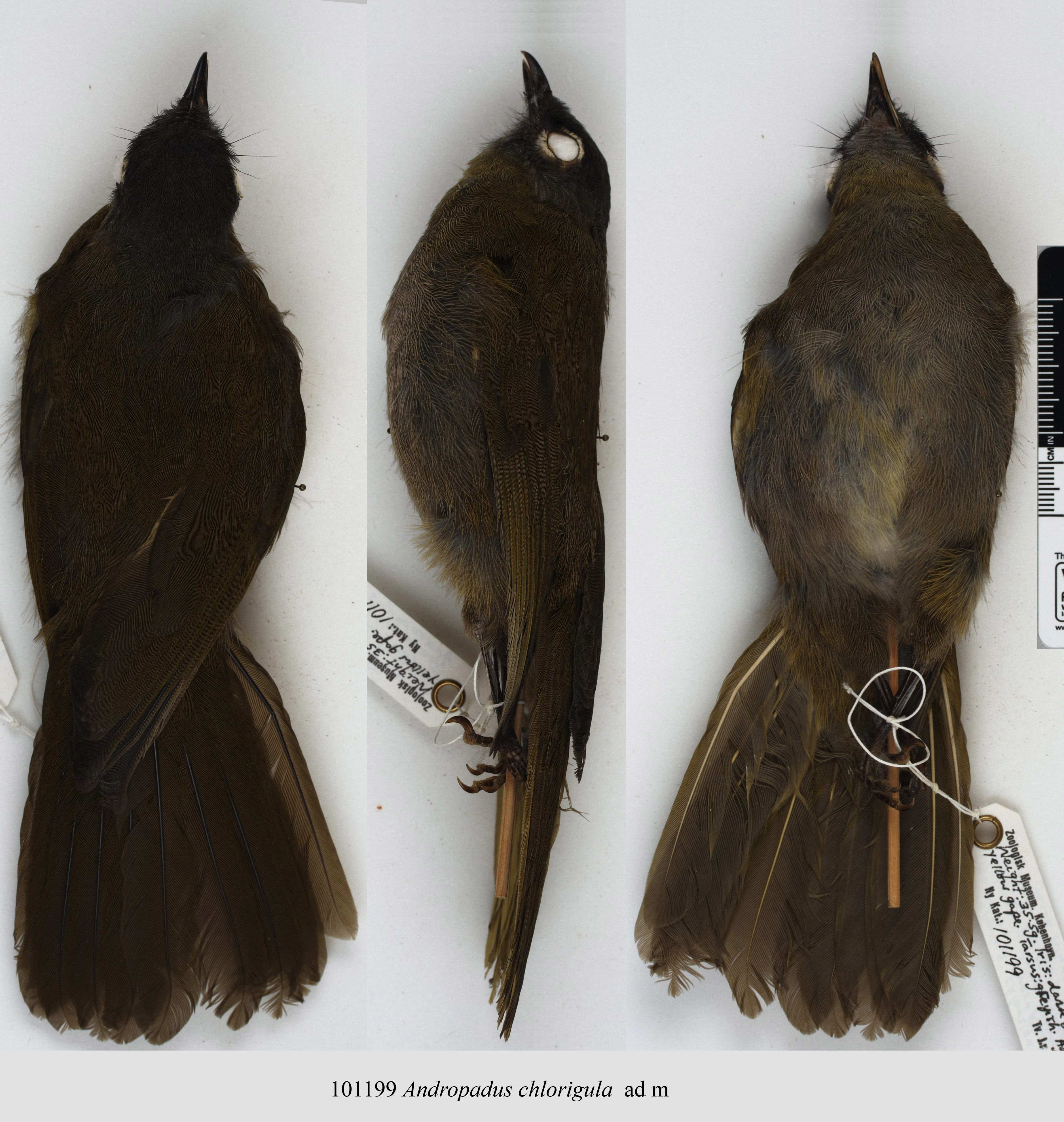 Black-browed Mountain Greenbul (Arizelocichla fusciceps), photo 9