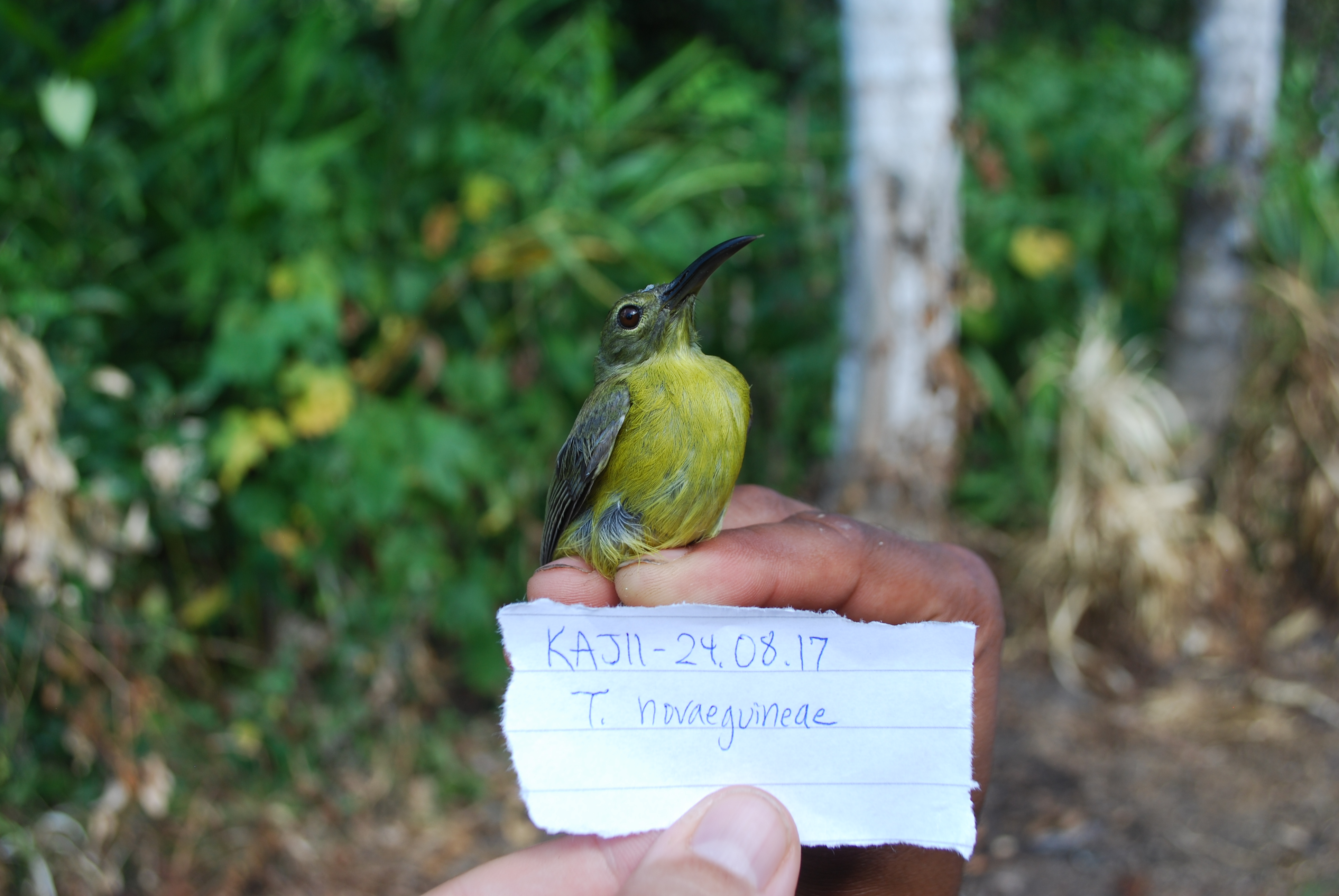 Yellow-bellied Longbill (Toxorhamphus novaeguineae), photo 8