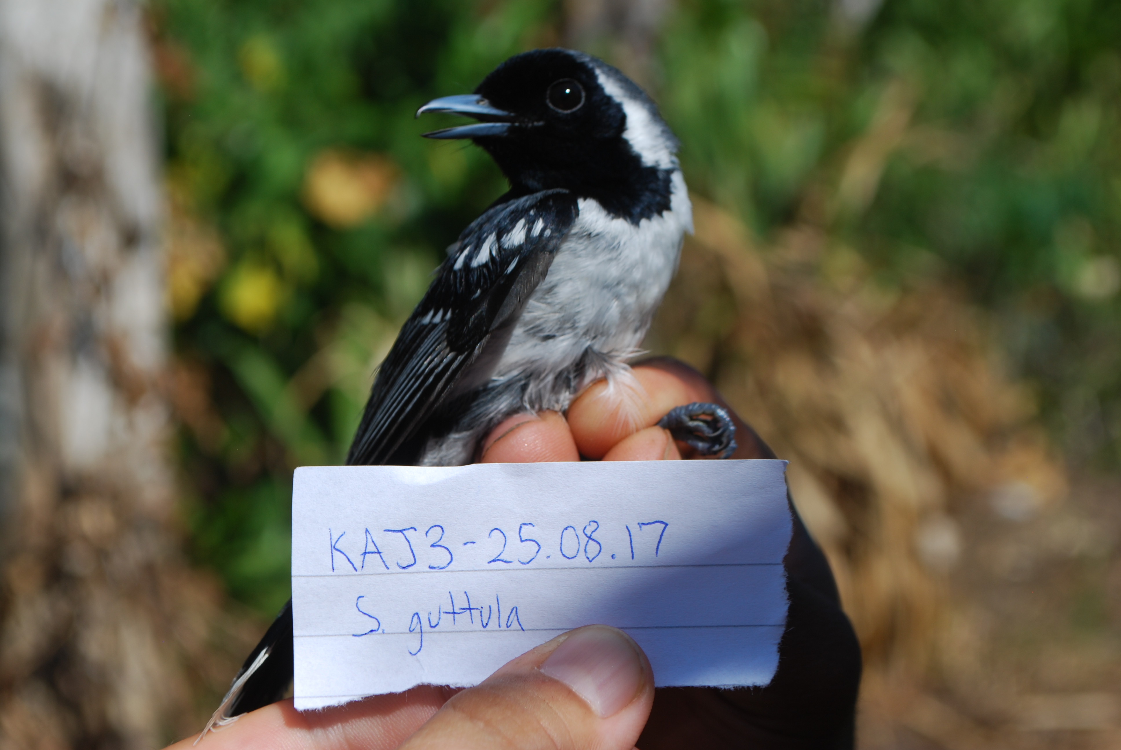 Spot-winged Monarch (Symposiachrus guttula), photo 2