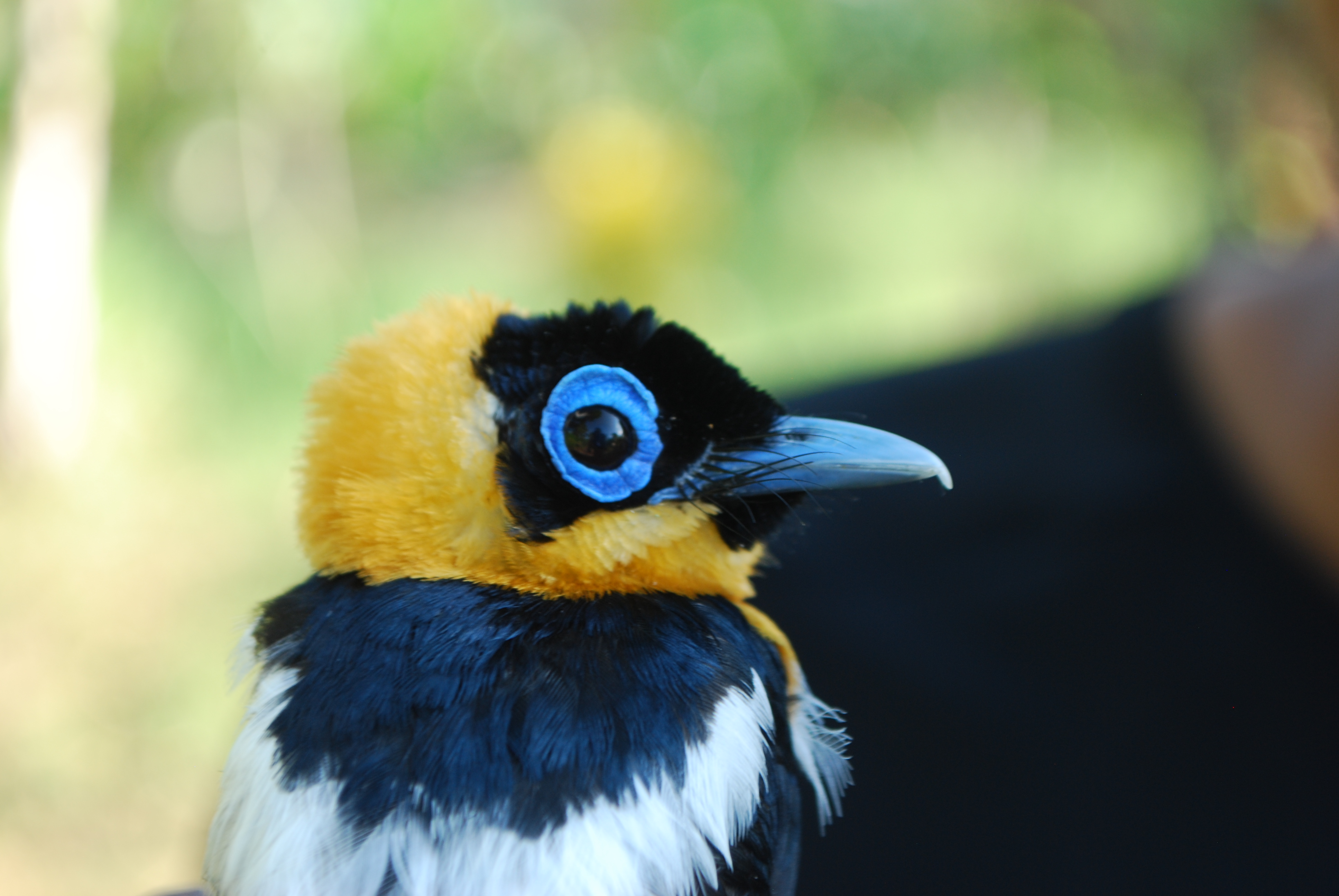 Ochre-collared Monarch (Arses insularis), photo 1