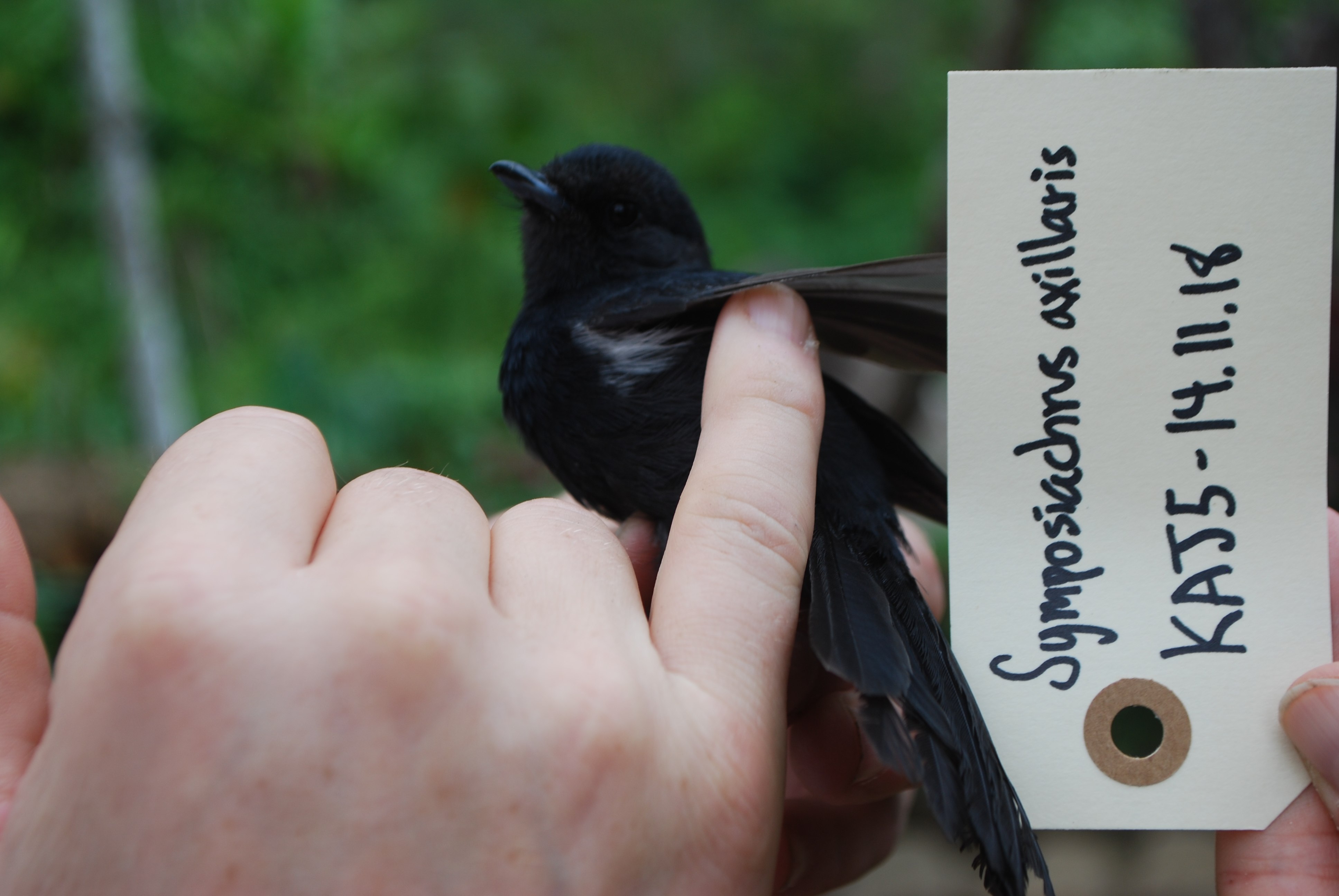 Black Monarch (Symposiachrus axillaris), photo 6