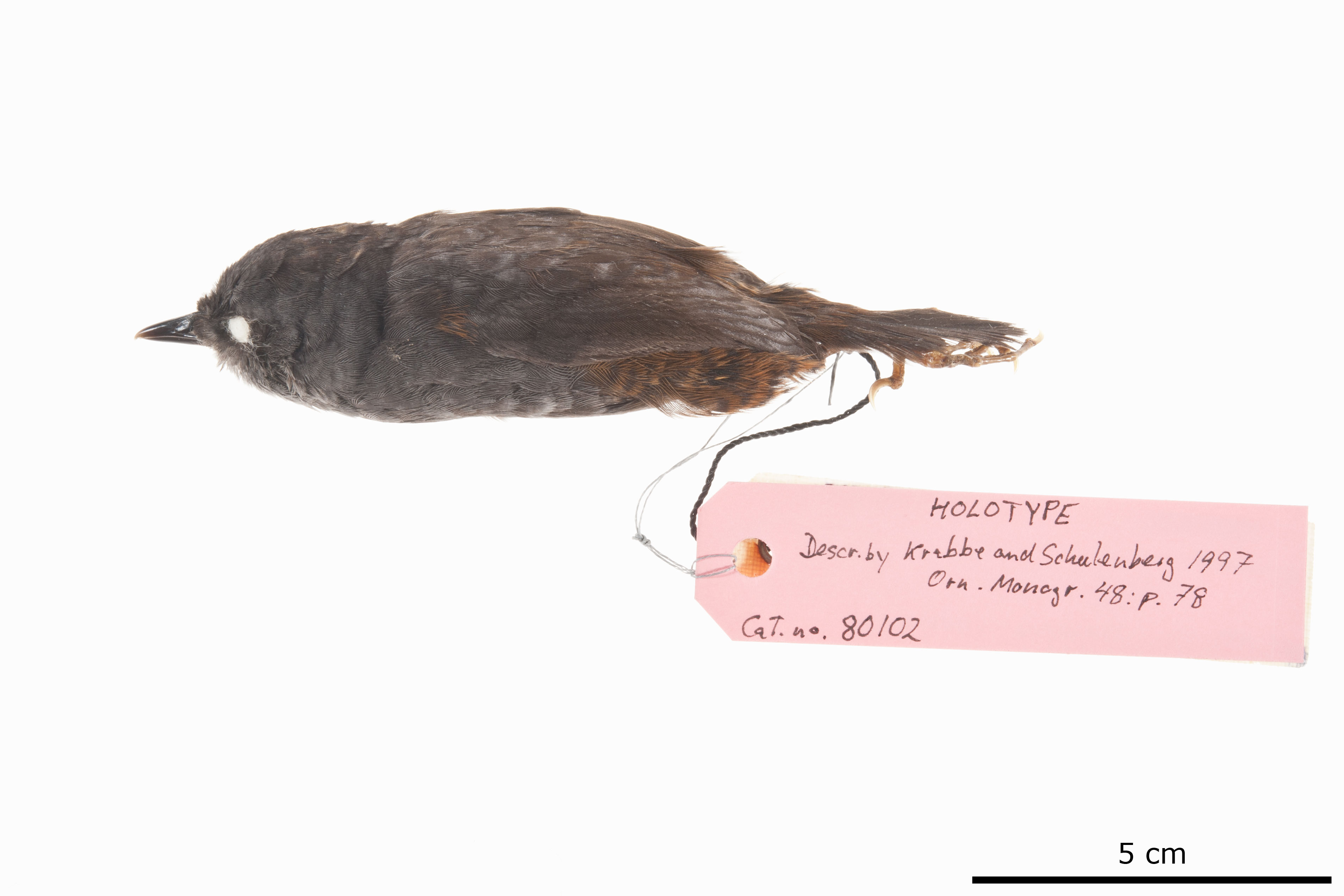 El Oro Tapaculo (Scytalopus robbinsi), photo 2