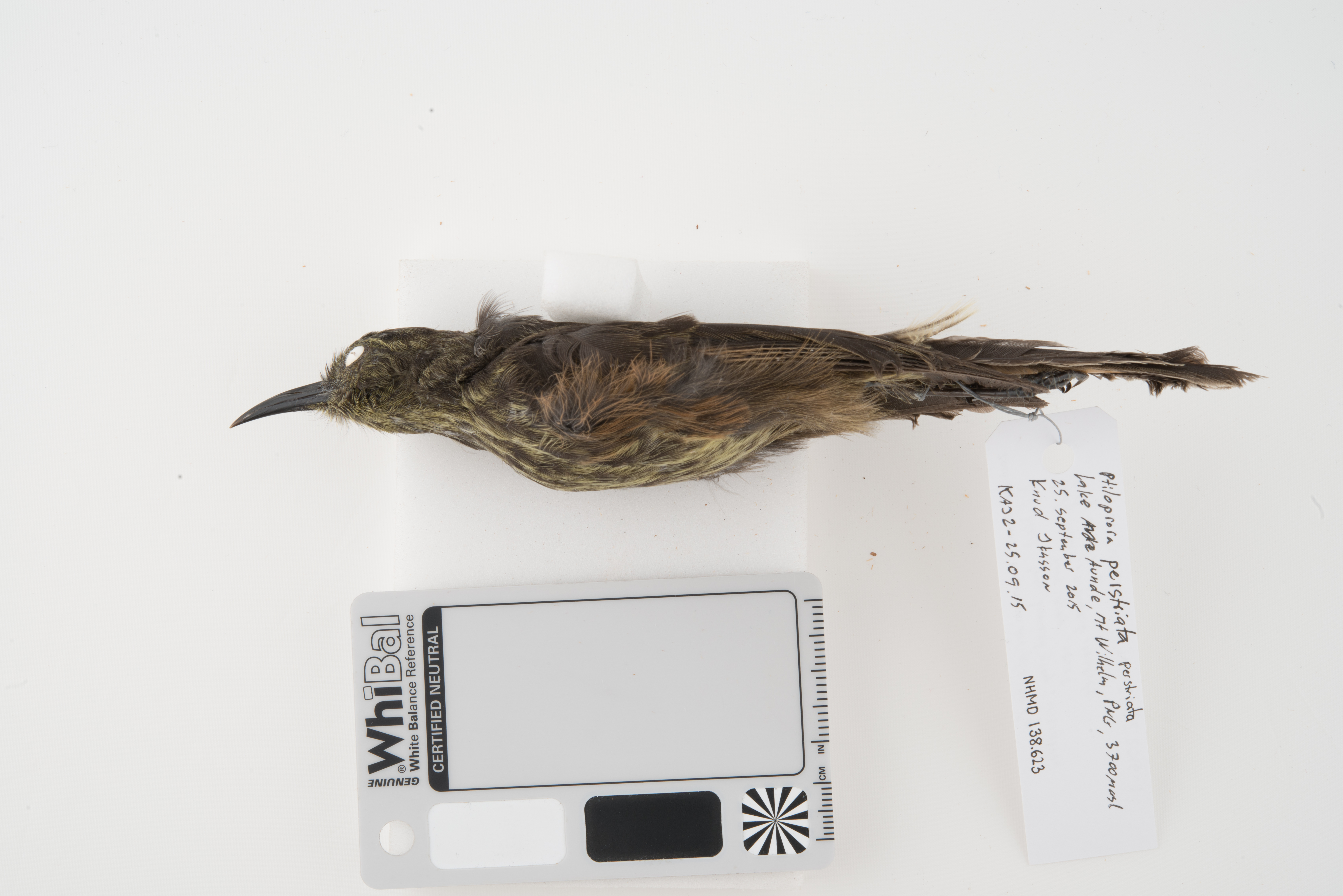 Grey-streaked Honeyeater (Ptiloprora perstriata), photo 8