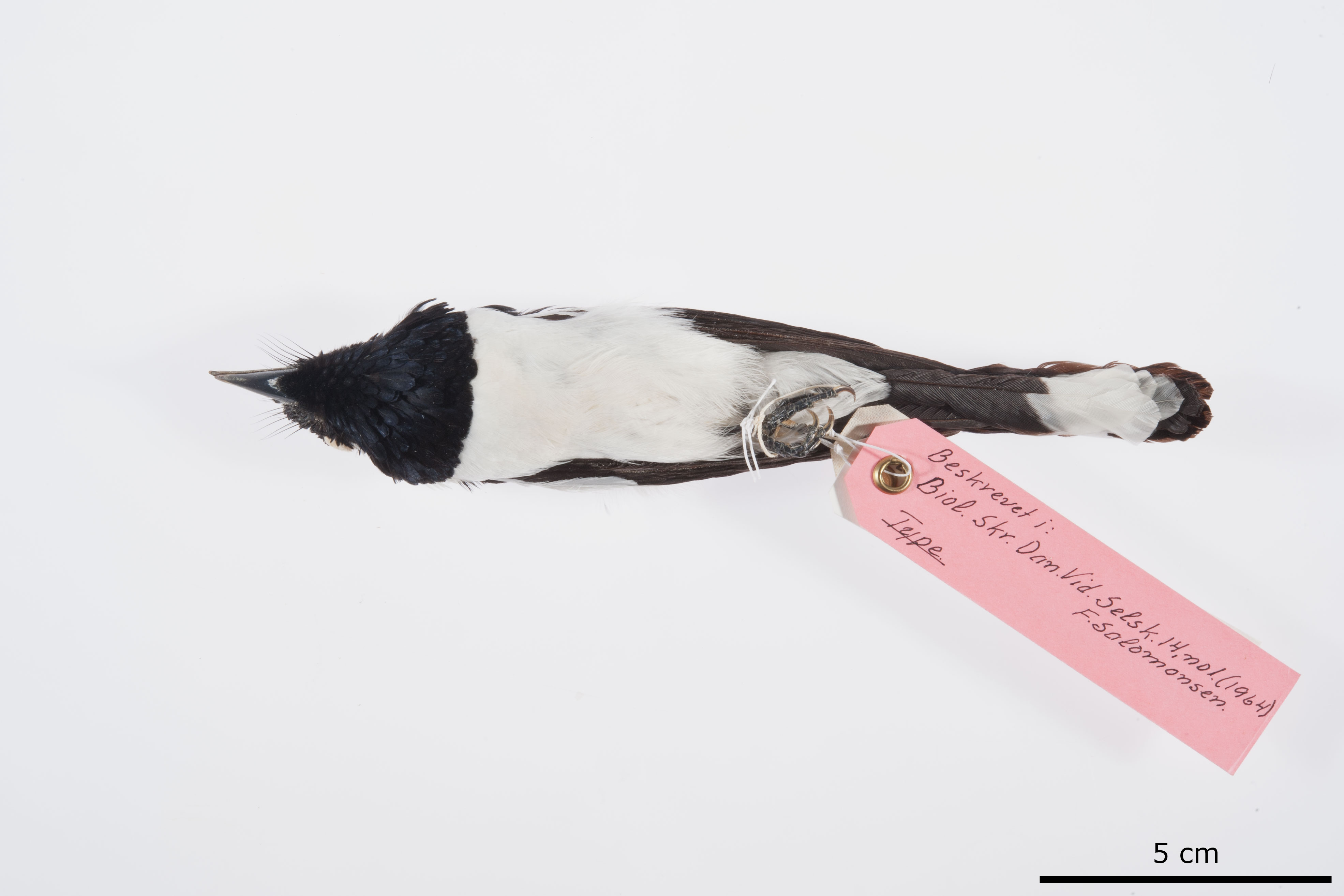 Bismarck Monarch (Symposiachrus verticalis), photo 3