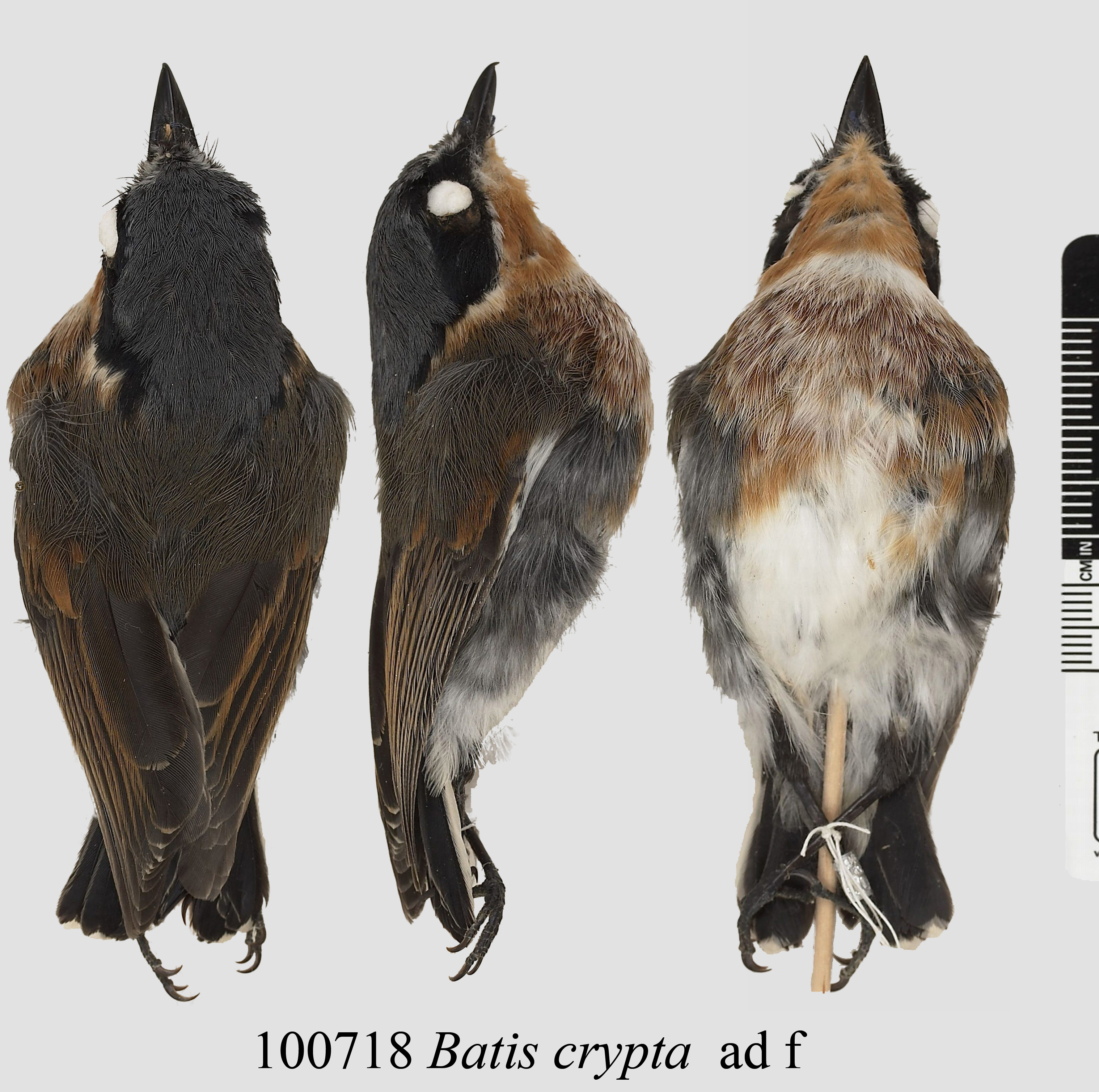Dark Batis (Batis crypta), photo 1