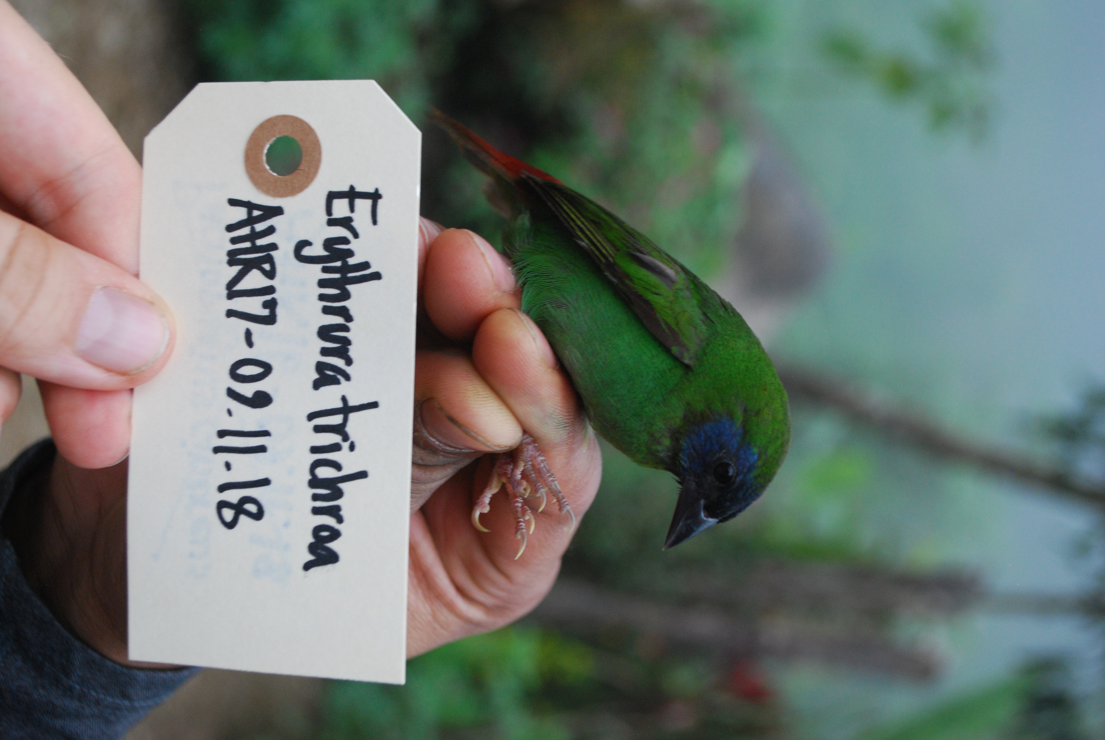 Blue-faced Parrotfinch (Erythrura trichroa), photo 3