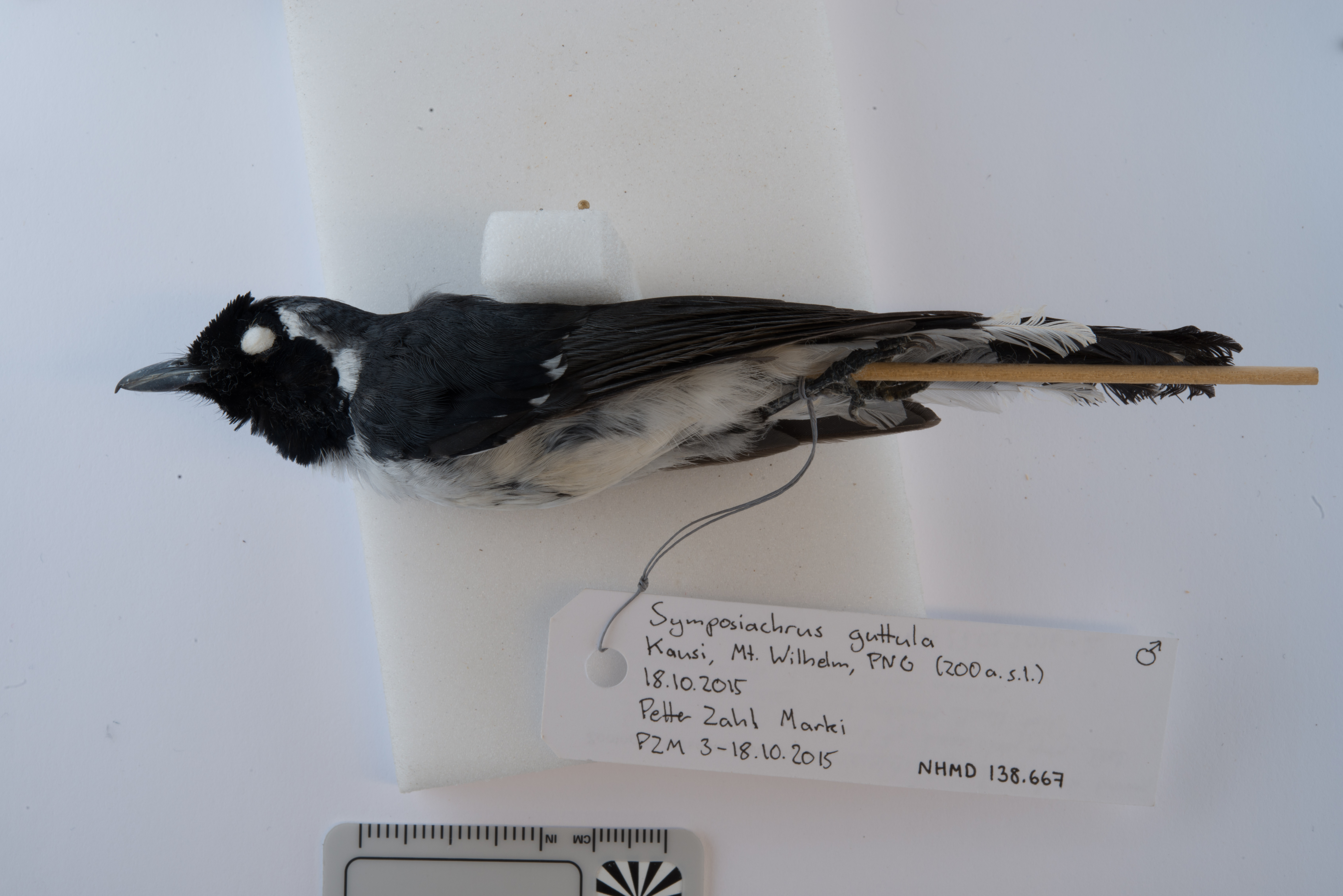 Spot-winged Monarch (Symposiachrus guttula), photo 6