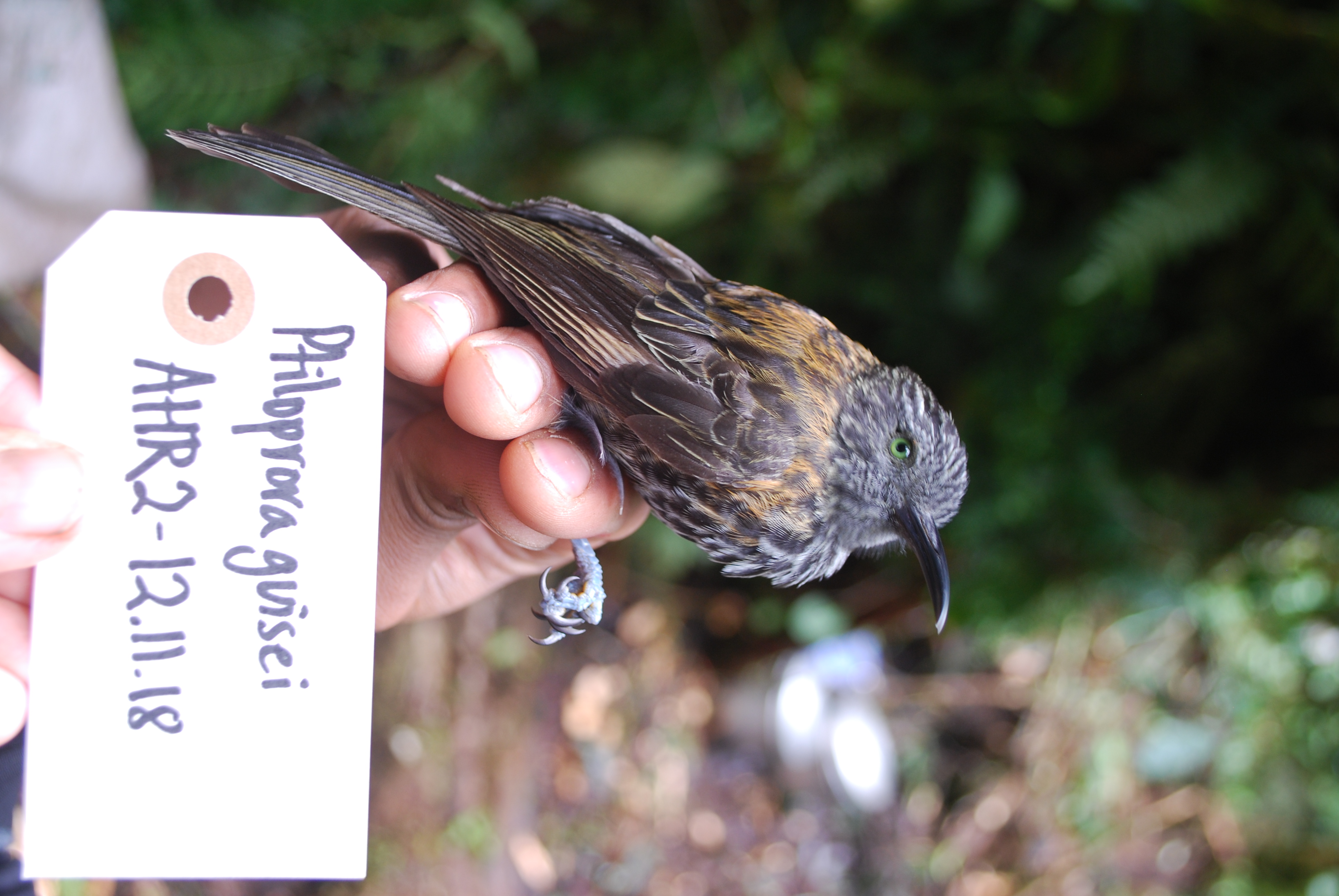 Rufous-backed Honeyeater (Ptiloprora guisei), photo 4