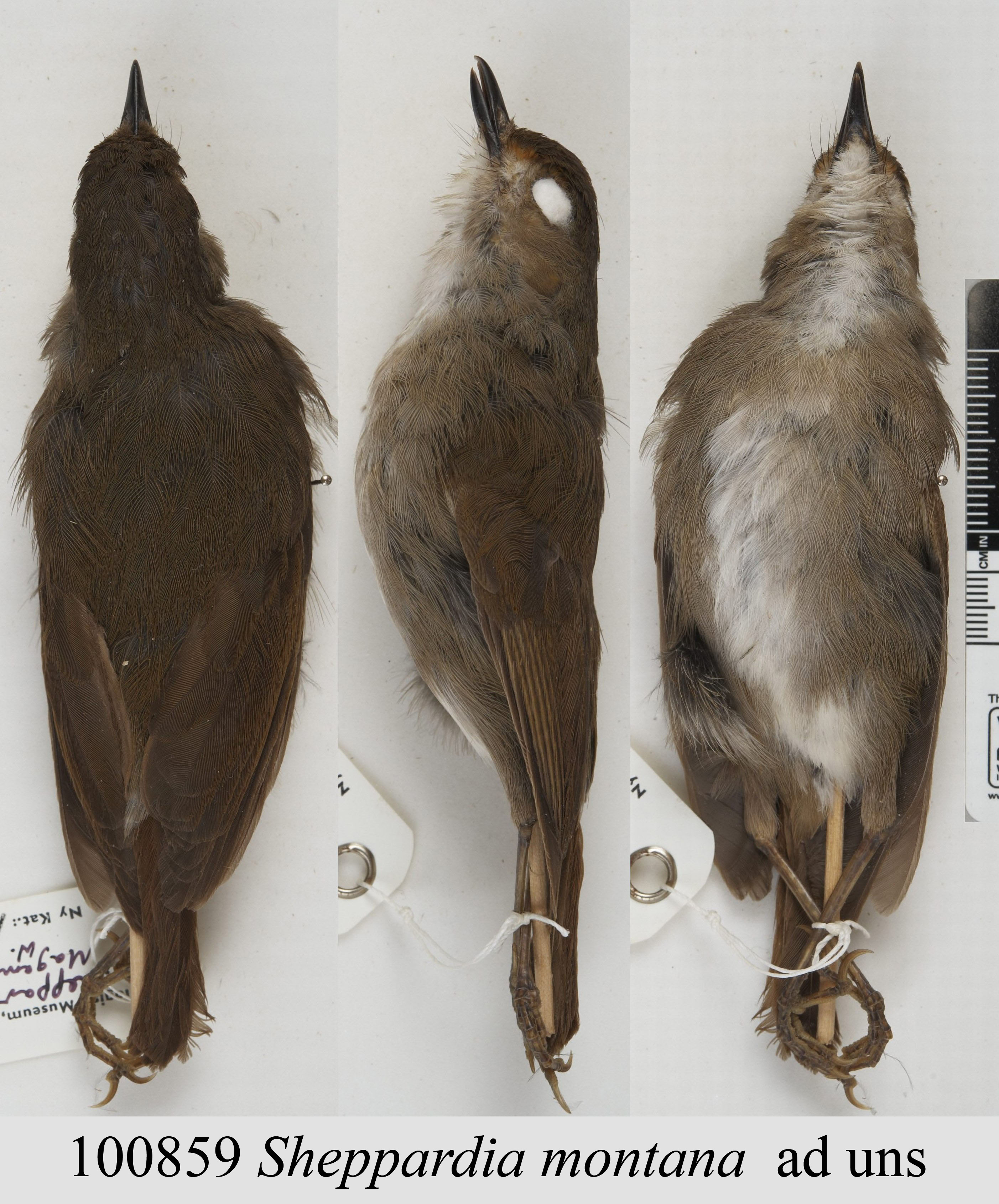 Usambara Akalat (Sheppardia montana), photo 2