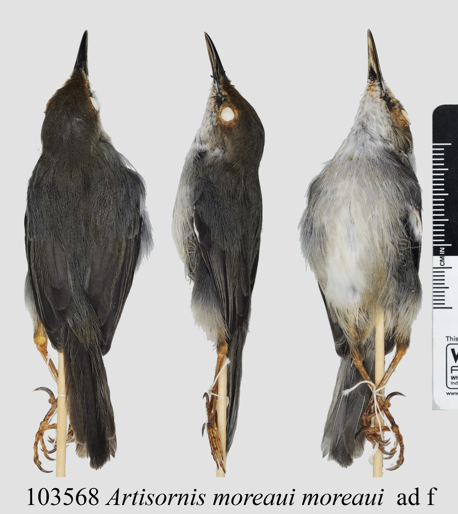 Long-billed Forest Warbler (Artisornis moreaui), photo 3