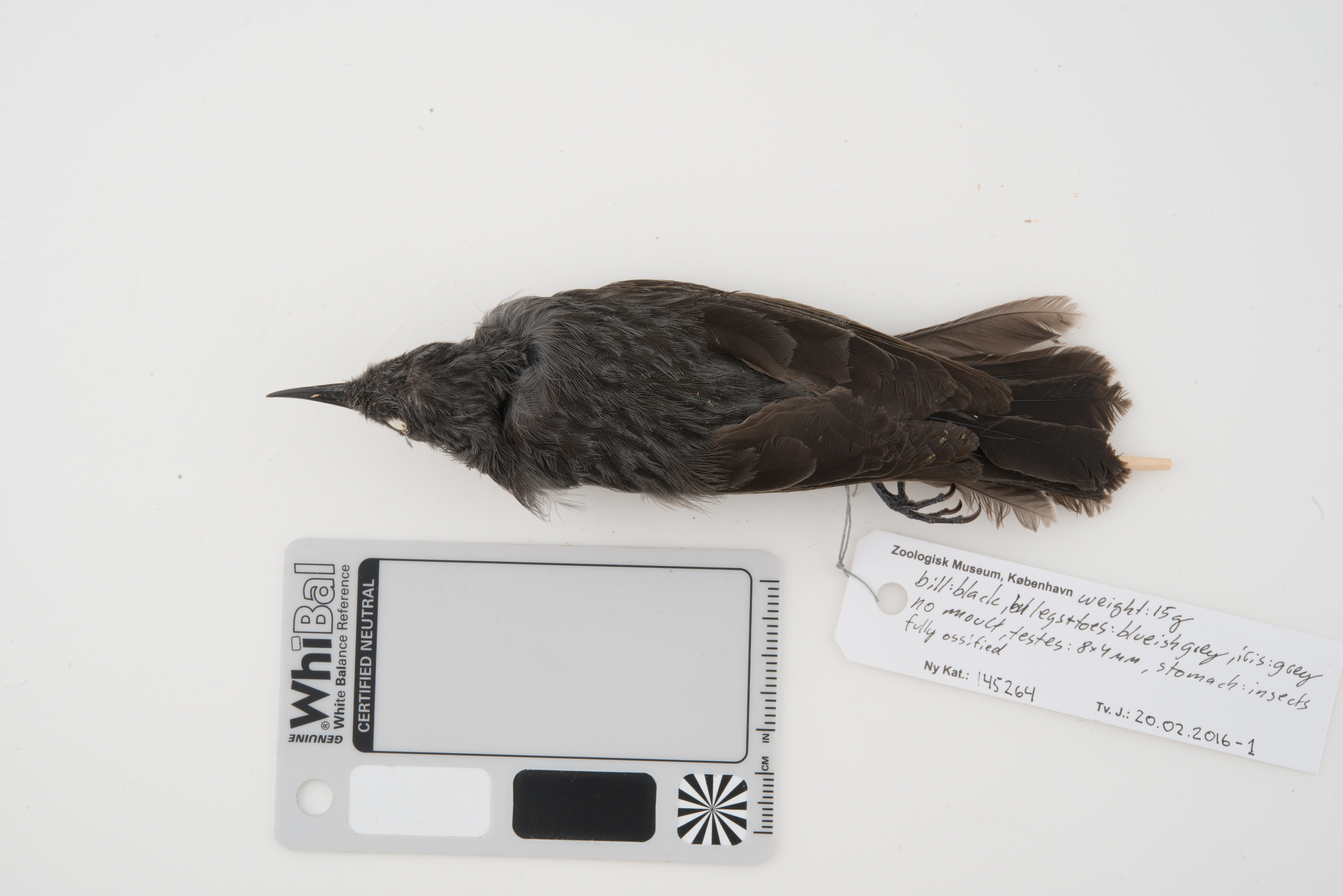 Leaden Honeyeater (Ptiloprora plumbea), photo 3
