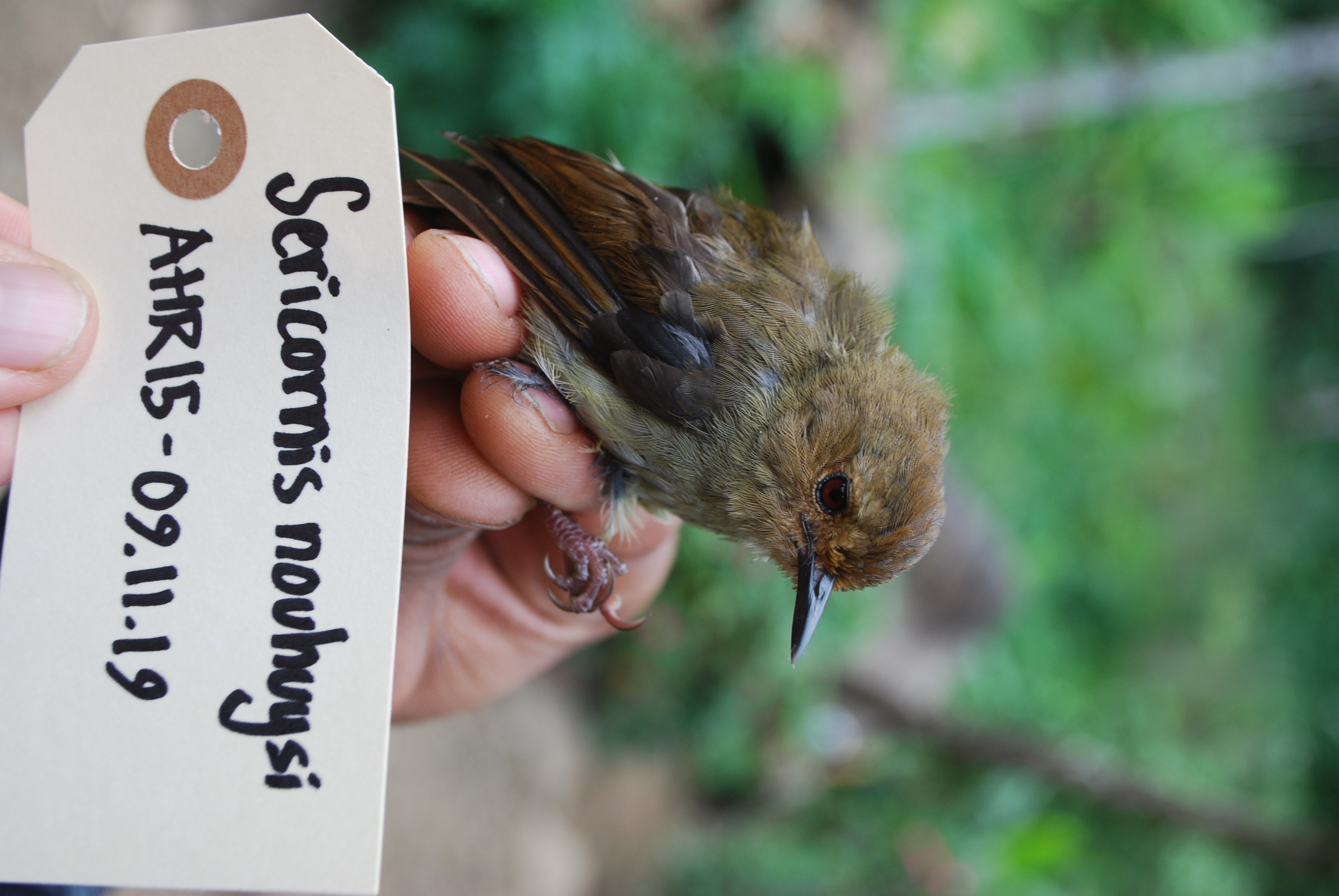 Large Scrubwren (Sericornis nouhuysi), photo 4